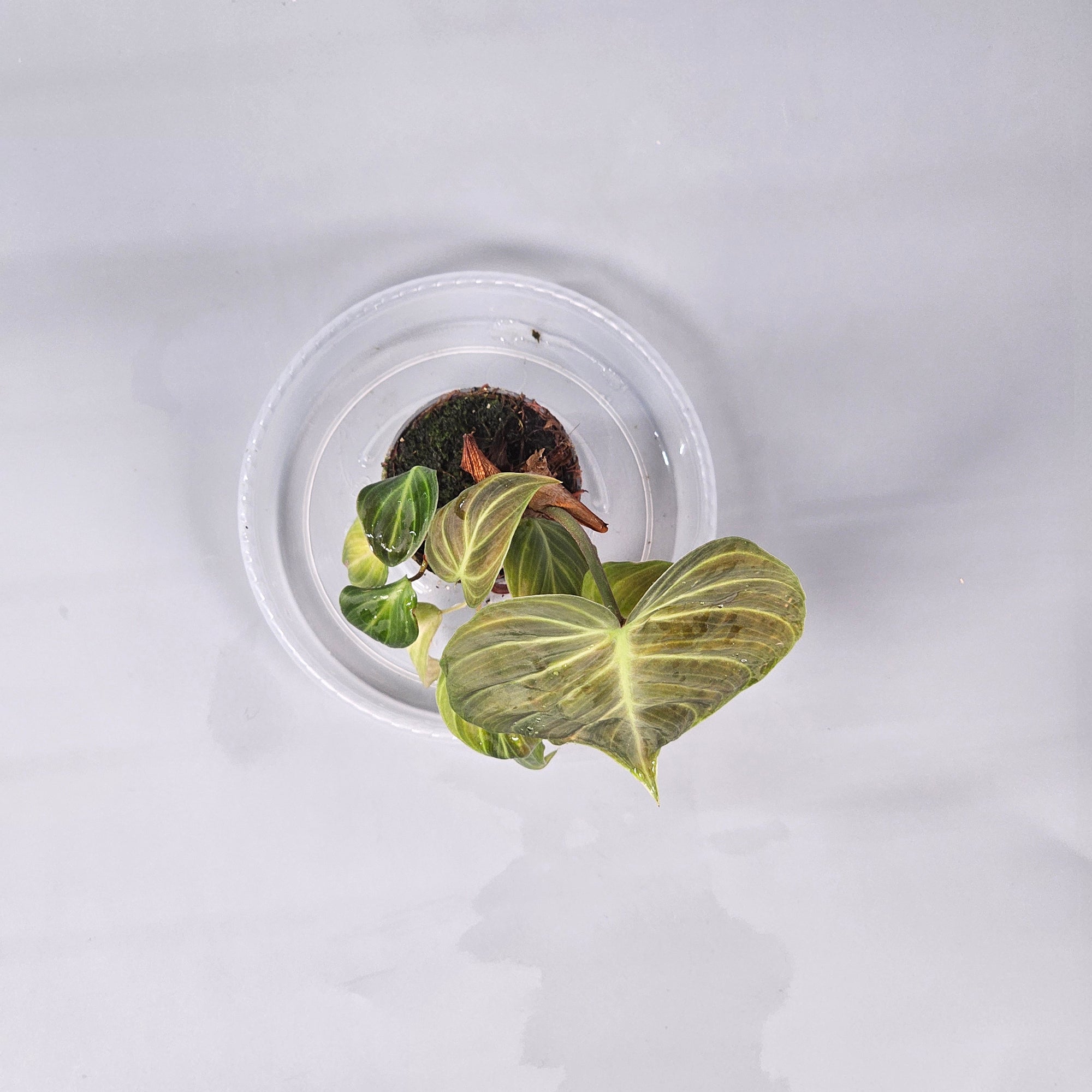 Philodendron El Choco Red