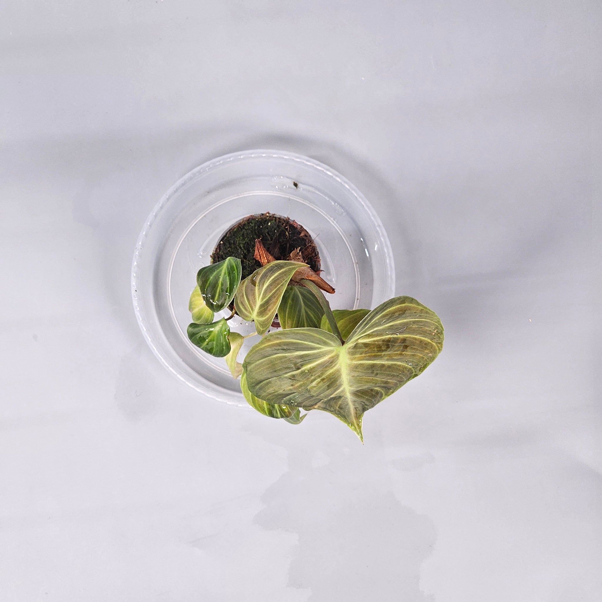Philodendron El Choco Red
