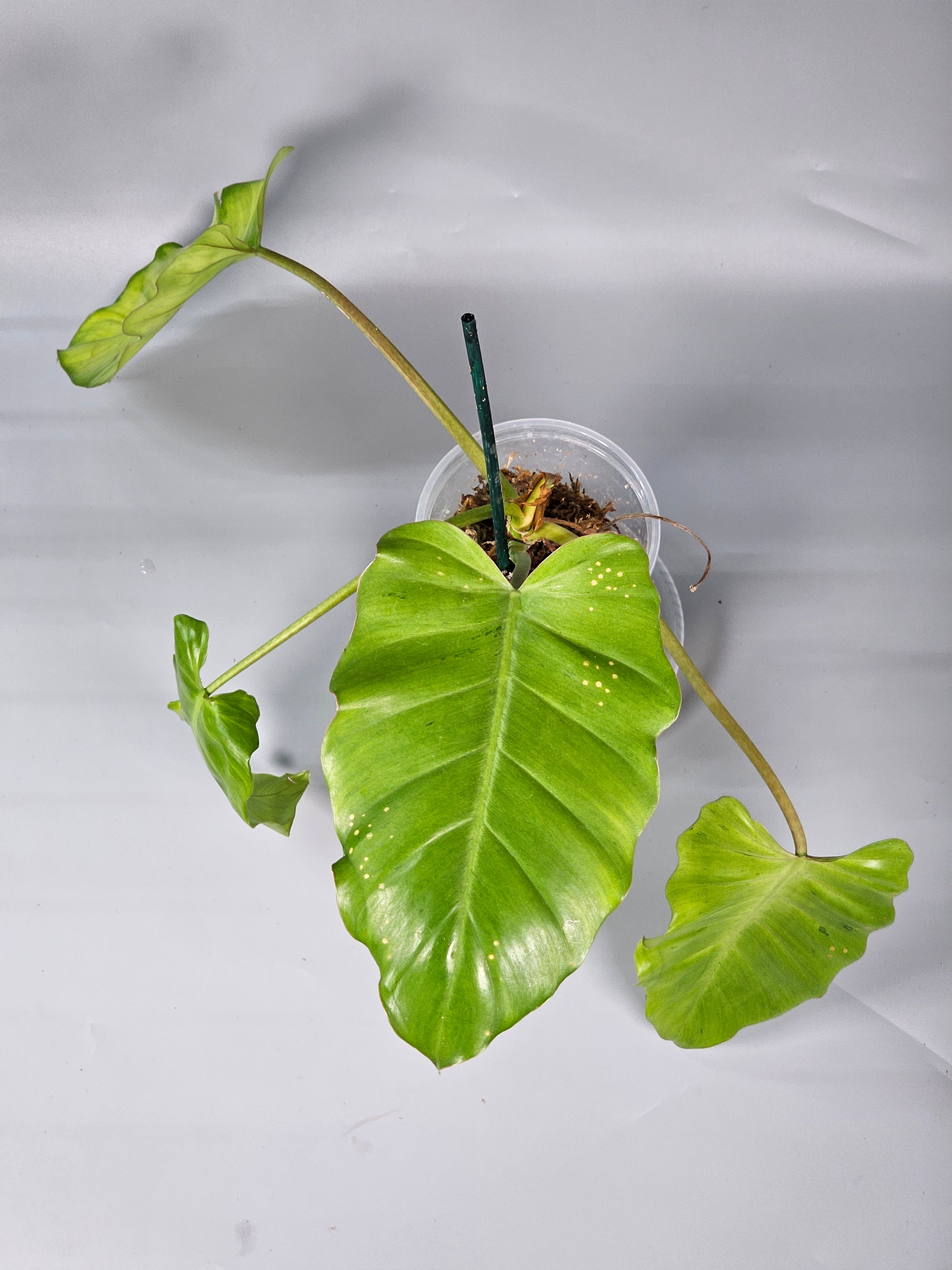 Philodendron Snowdrift - B | Rare Houseplants