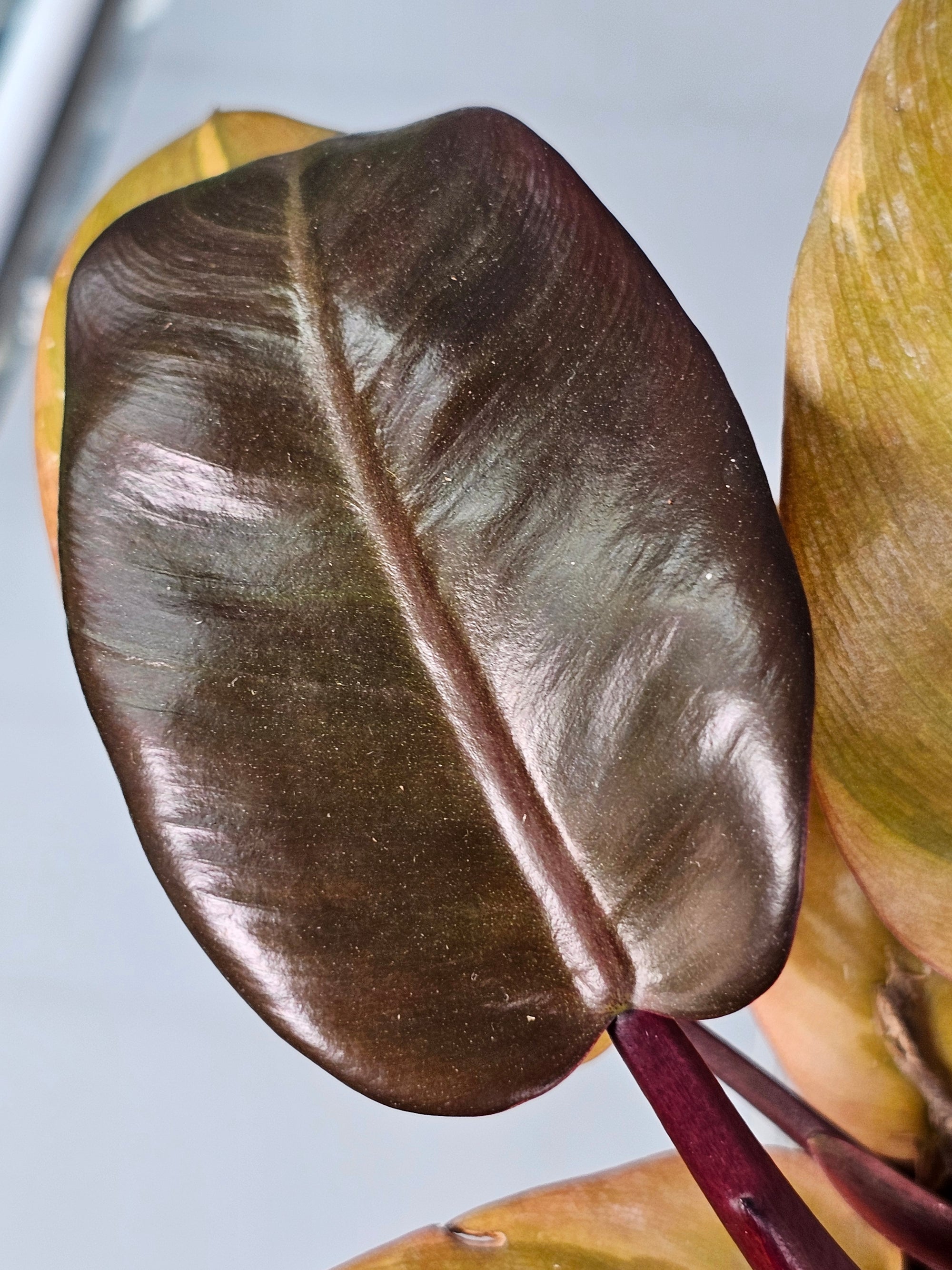 Philodendron Black Cardinal Variegata No.2 Small - A | Rare Houseplants