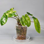 Philodendron Burle Marx Variegated