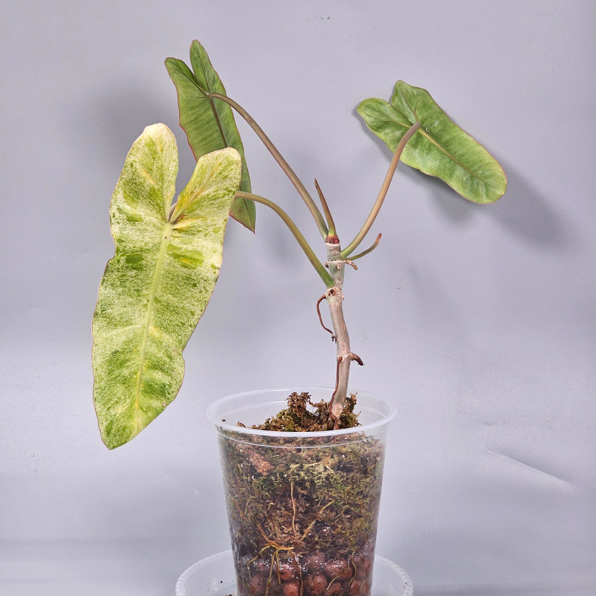 Philodendron paraiso verde