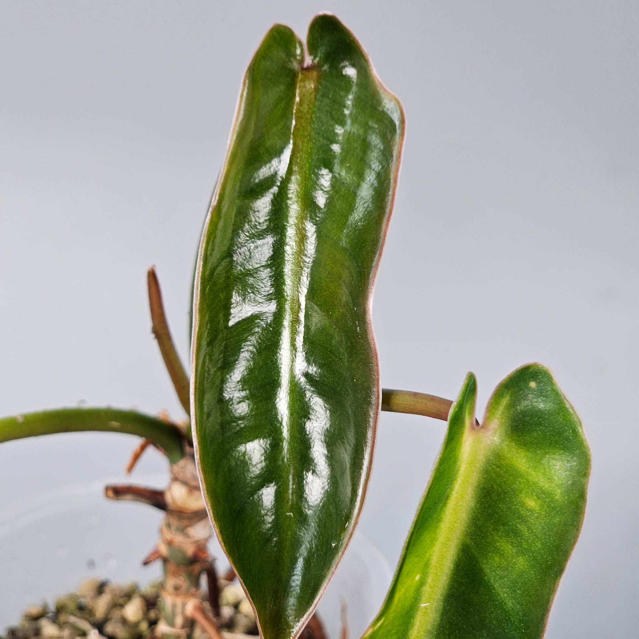 Philodendron Spiritus Sancti