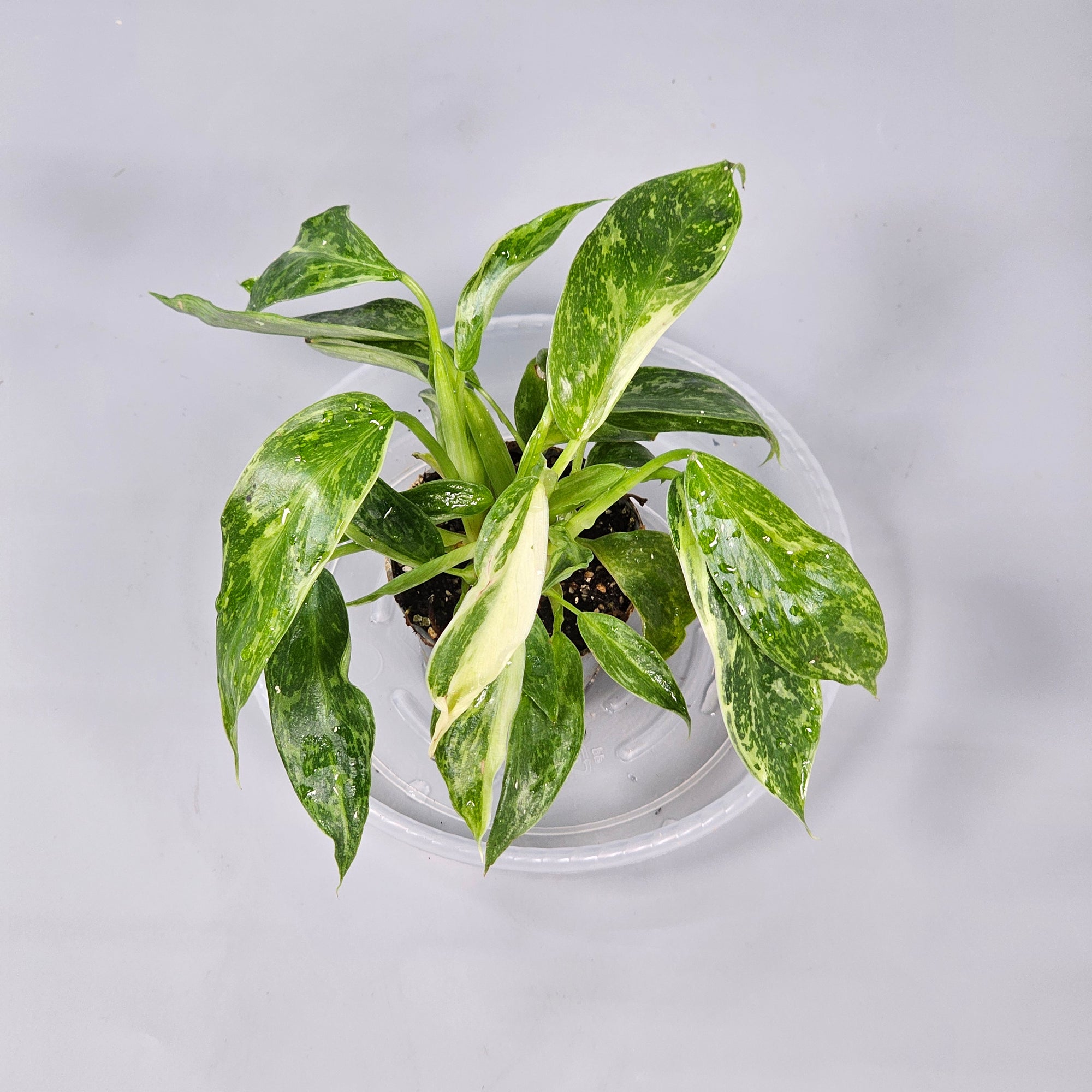 Philodendron 'Jose Buono' L