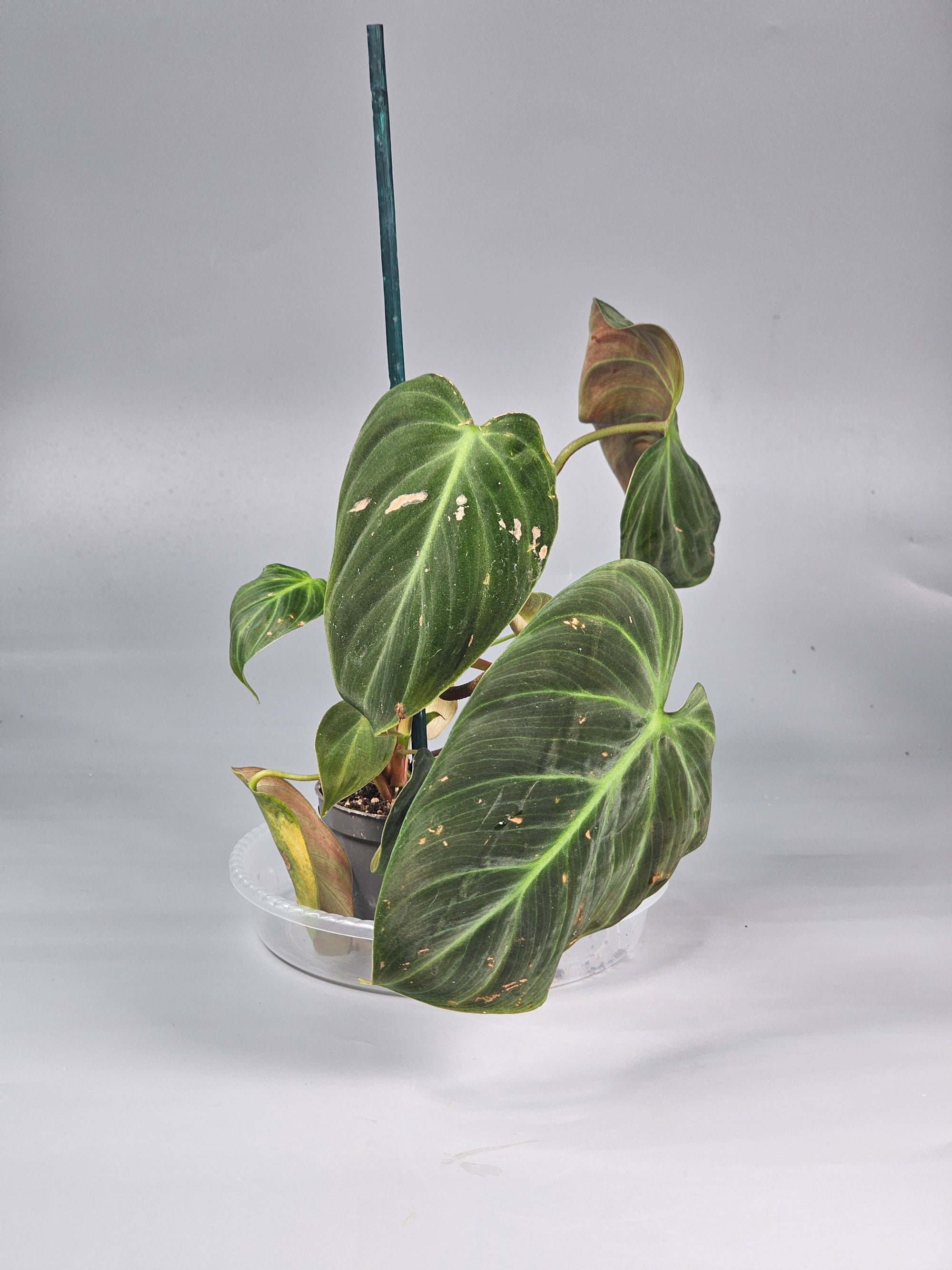 Philodendron 'el Choco Red' - D | Rare Houseplants