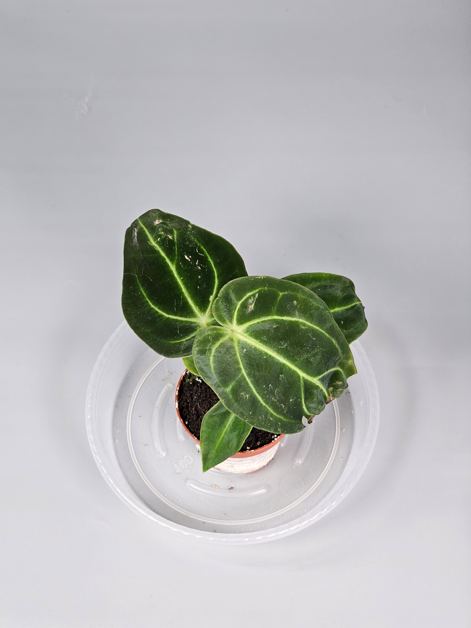 Anthurium Regale - R | Rare Houseplants