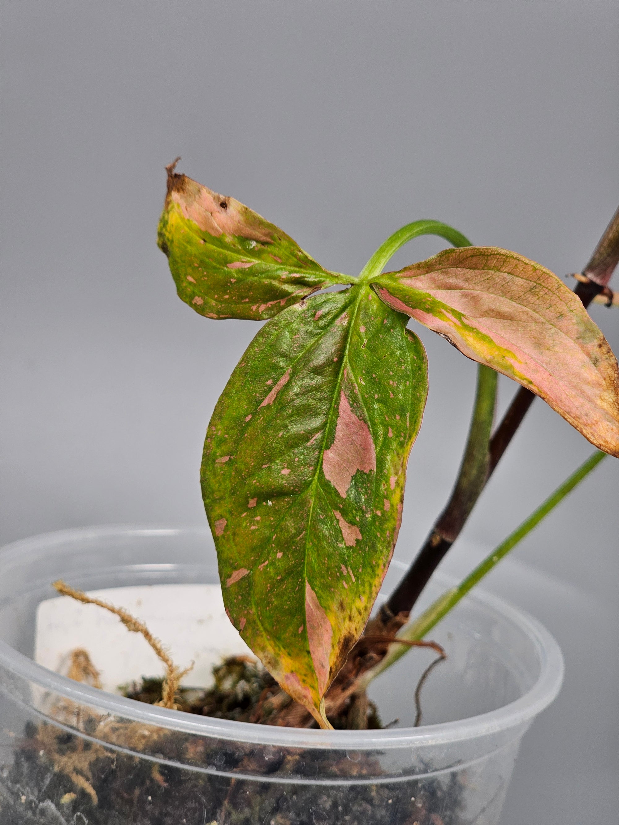 Syngonium Red Spot Tricolour - A | Rare Houseplants