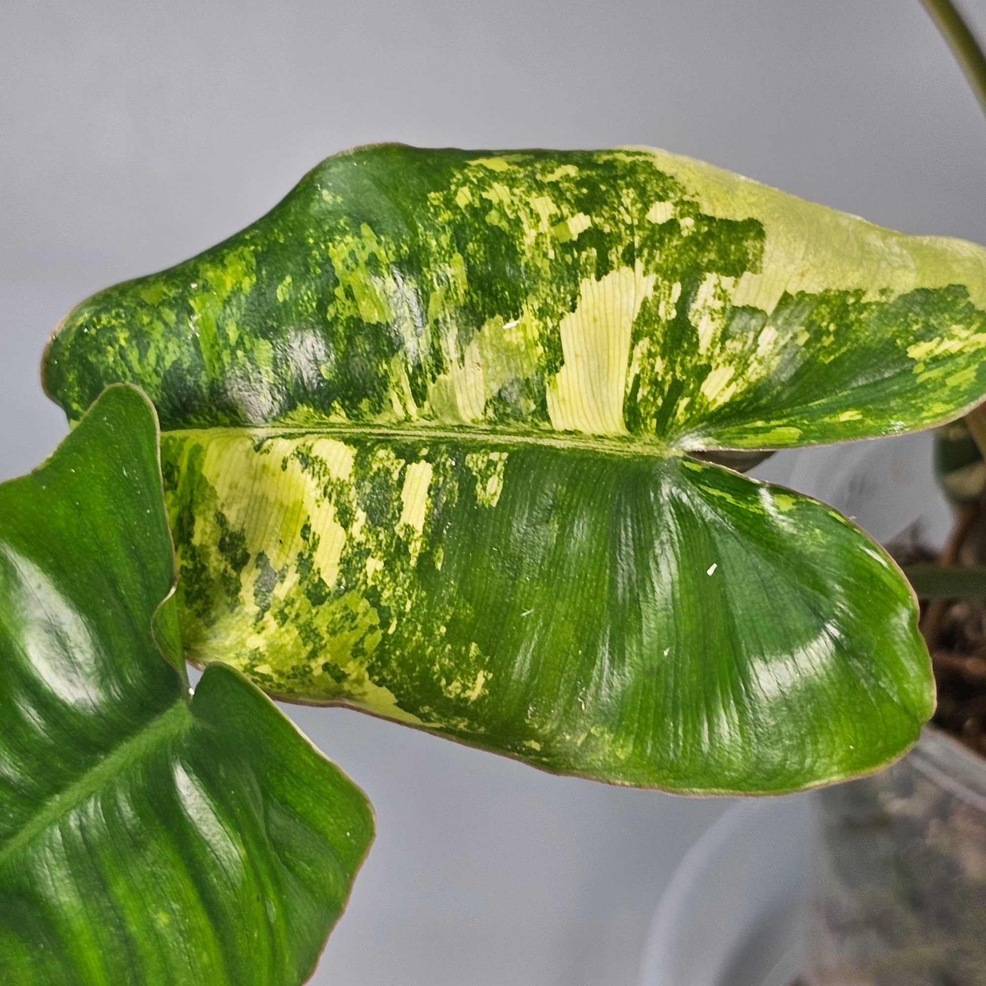 Philodendron Burle Marx Variegated