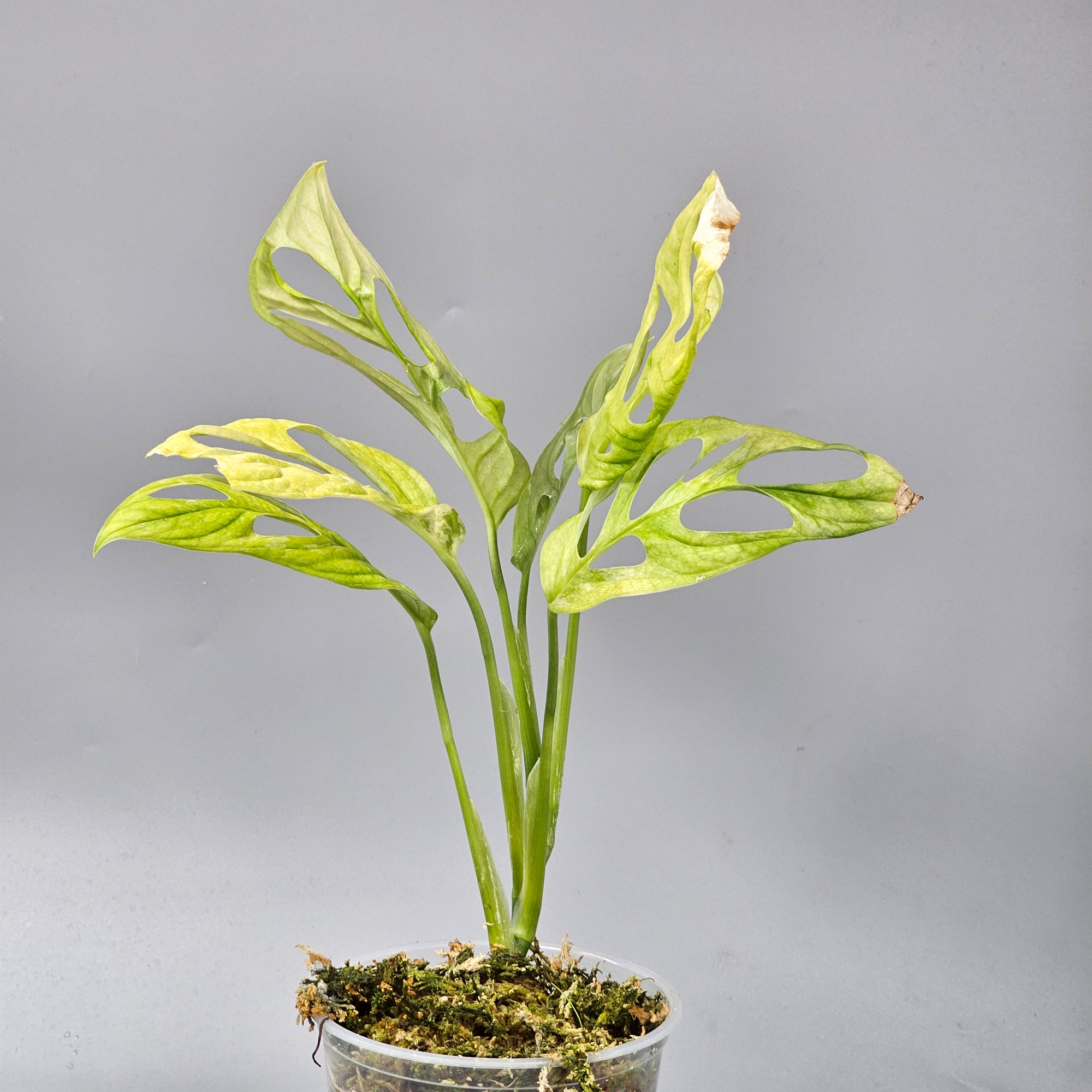 Monstera Adansonii Indonesian Mint