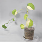 Scindapsus Jade Satin Variegated