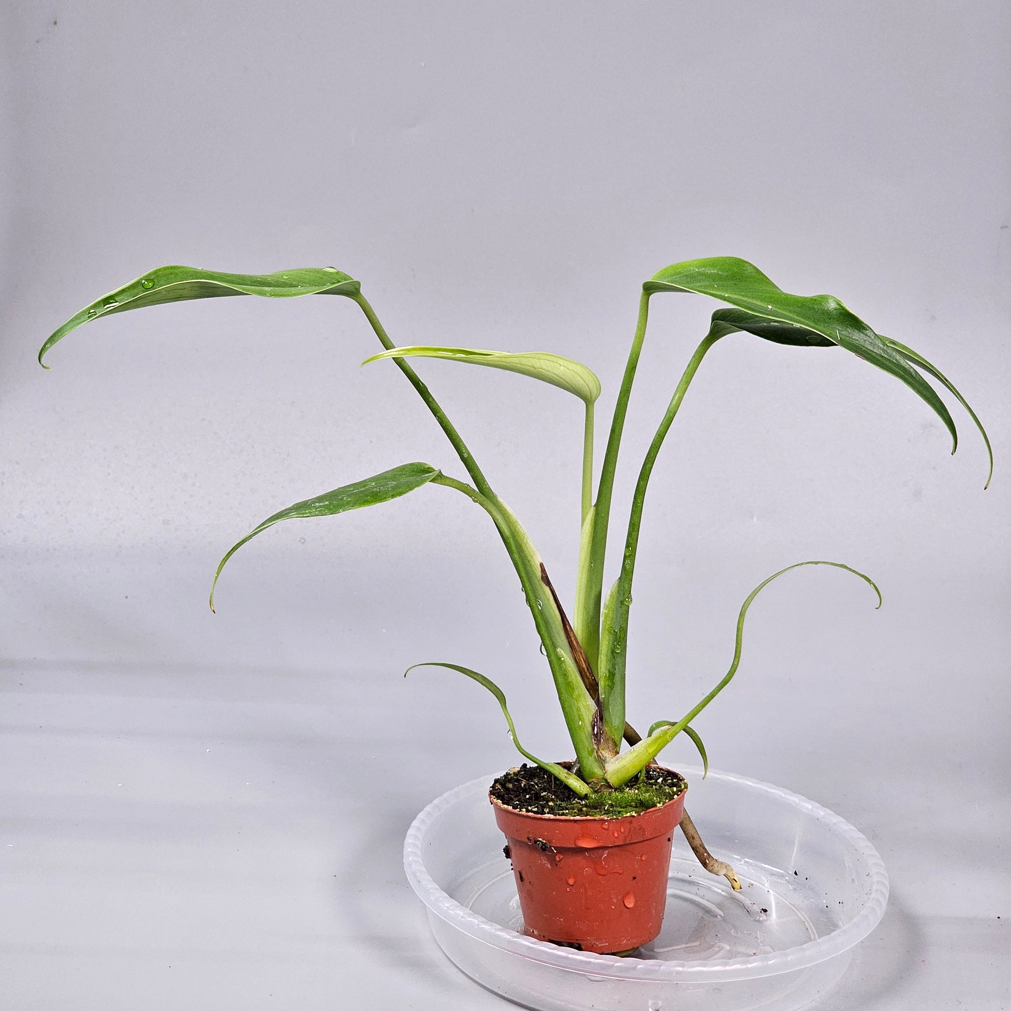 Monstera Burle Marx Flame - N