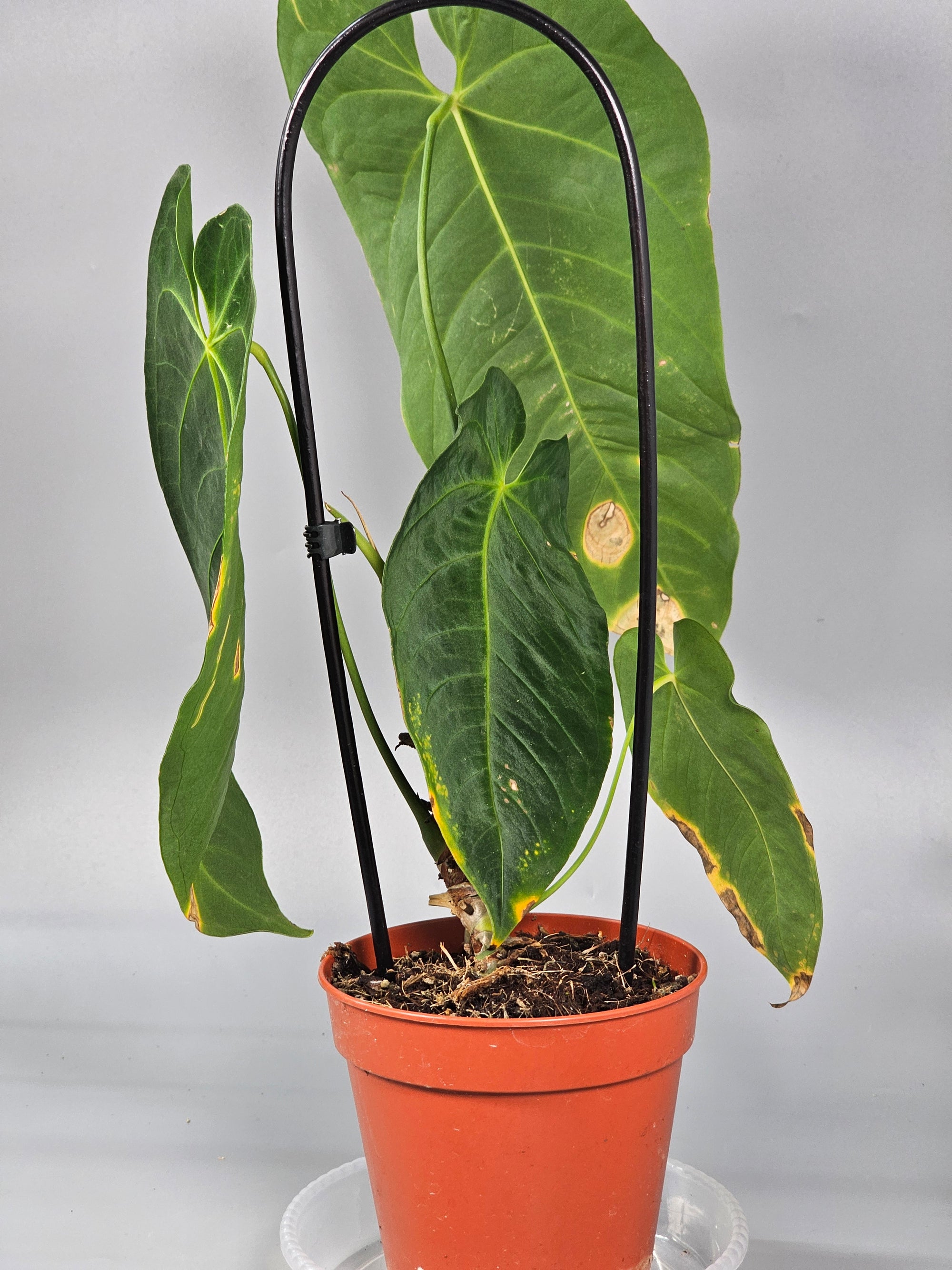 Anthurium Queremalense - B | Rare Houseplants