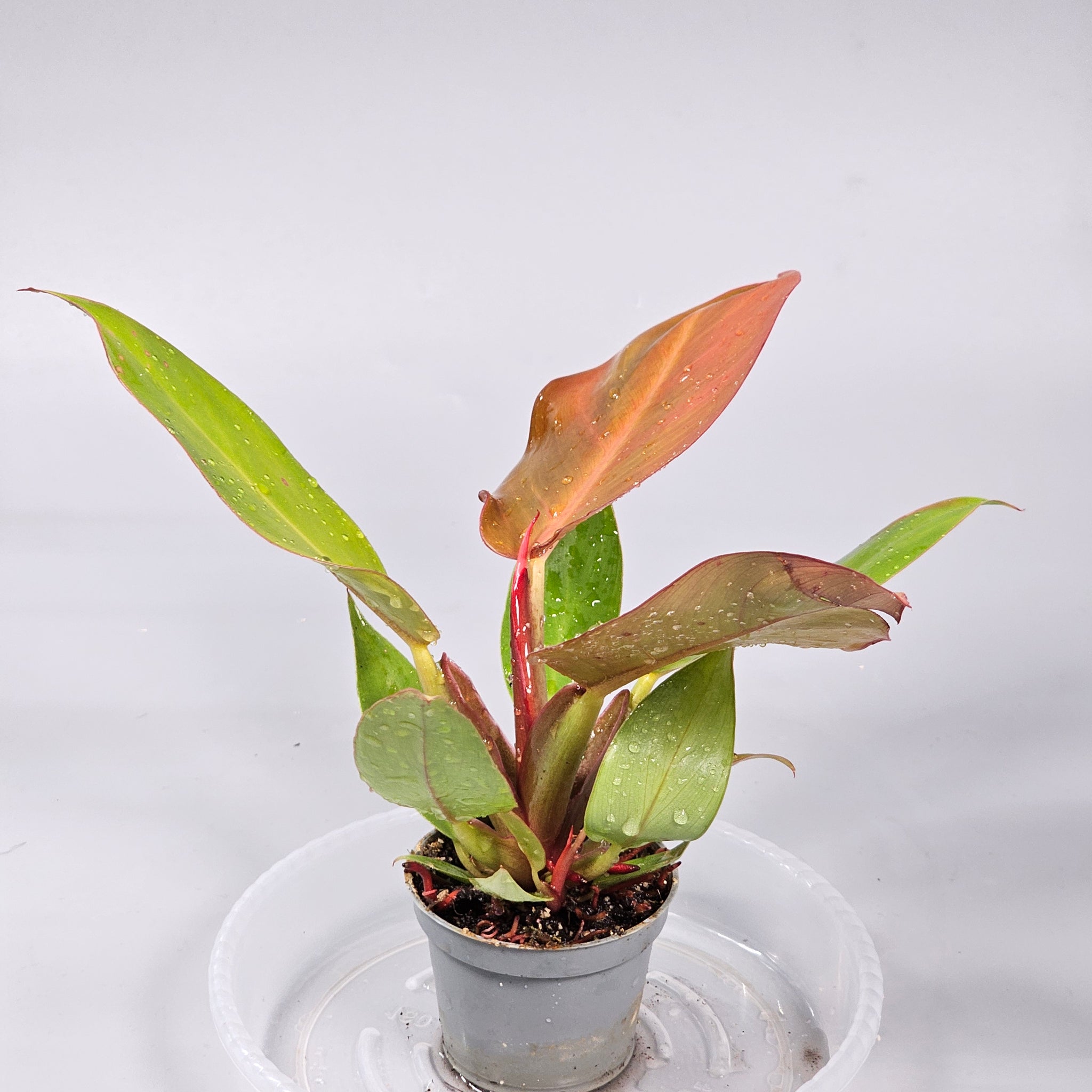 Philodendron Cherry Red