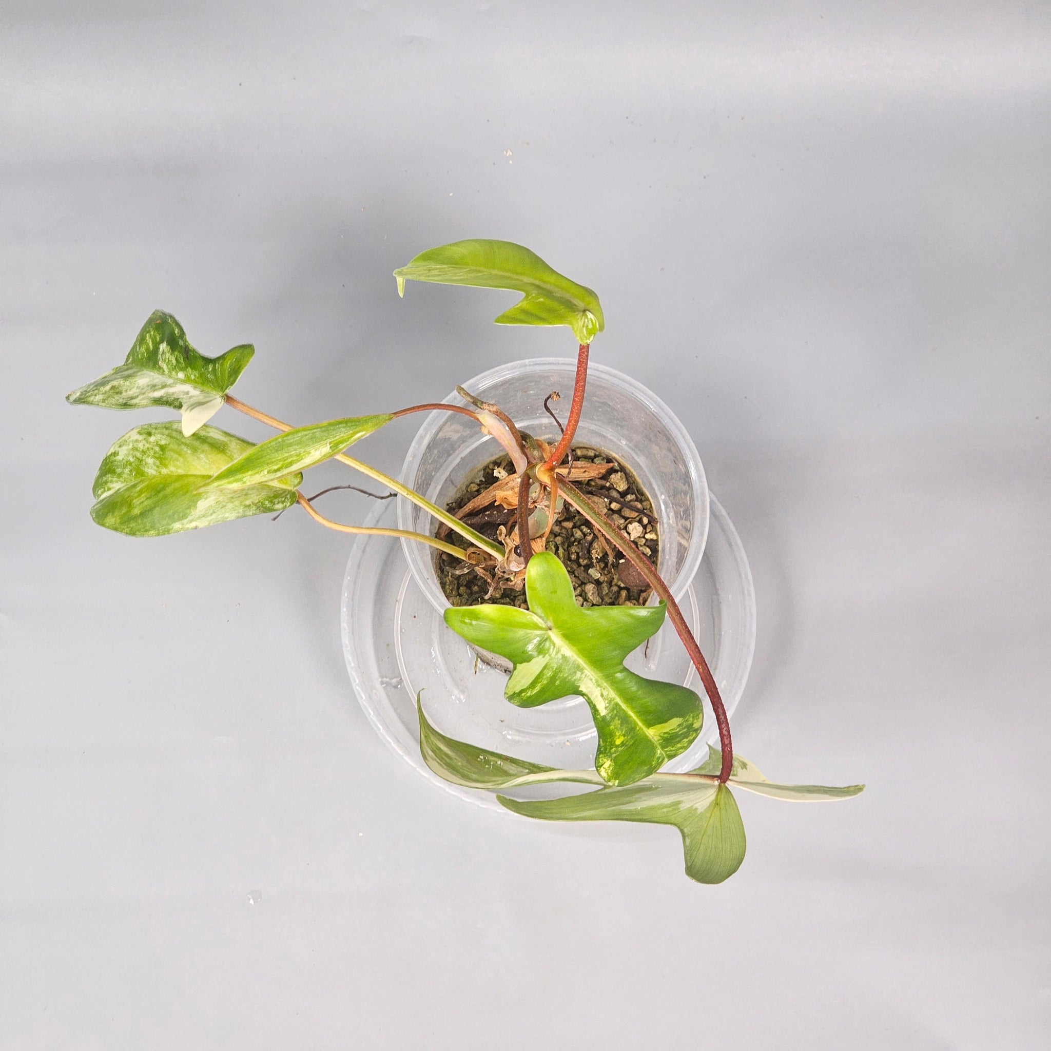 Philodendron florida beauty