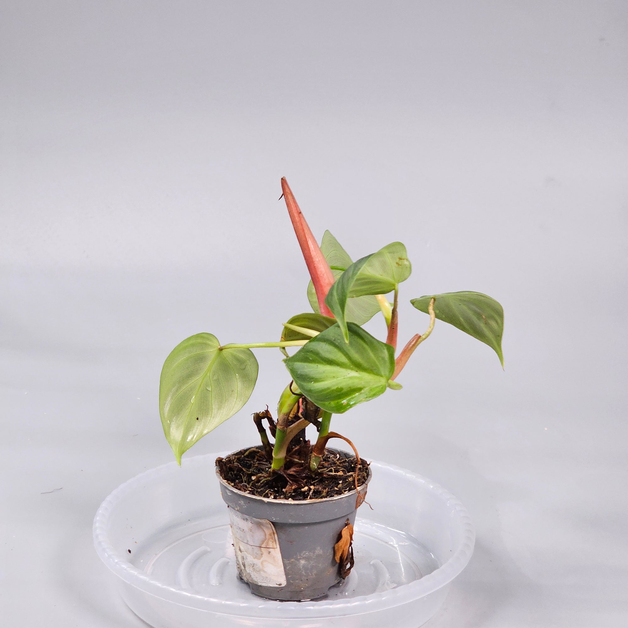 Philodendron El Choco Red L