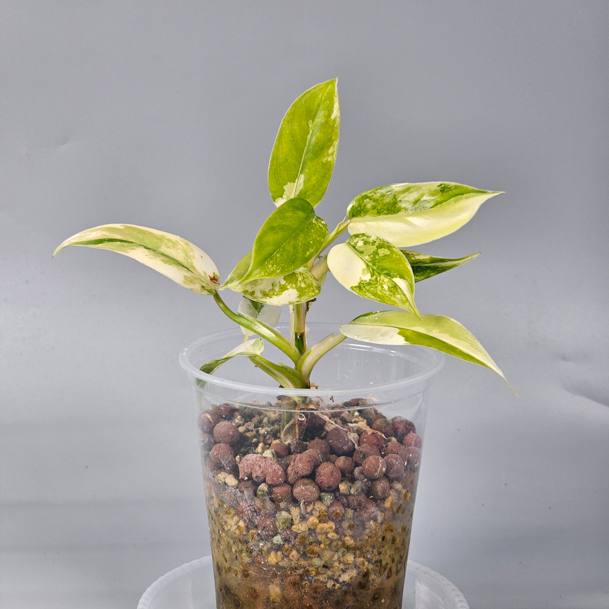 Philodendron Domesticum high variegation 1