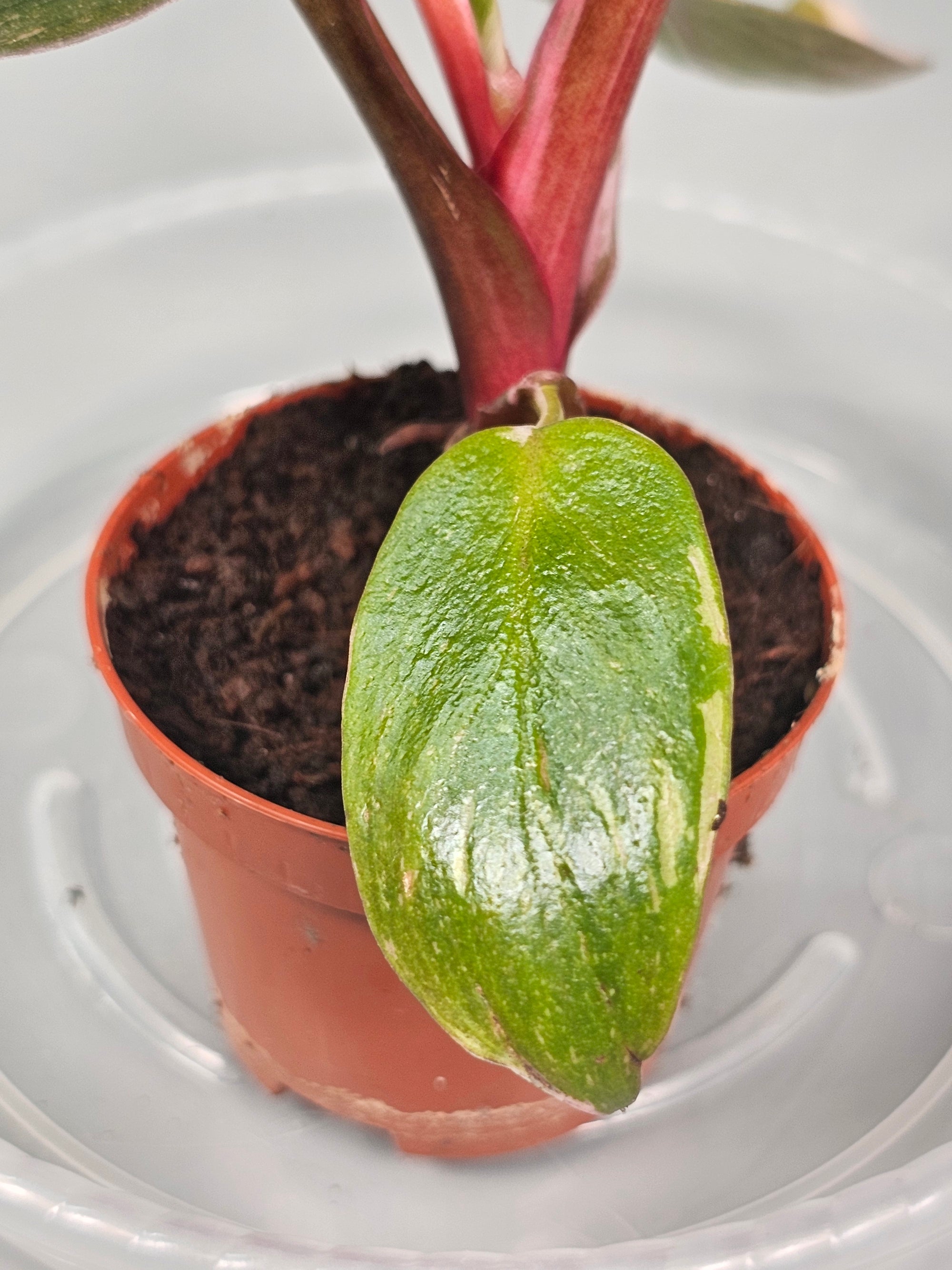 Philodendron 'Pink Princess' - A | Rare Houseplants