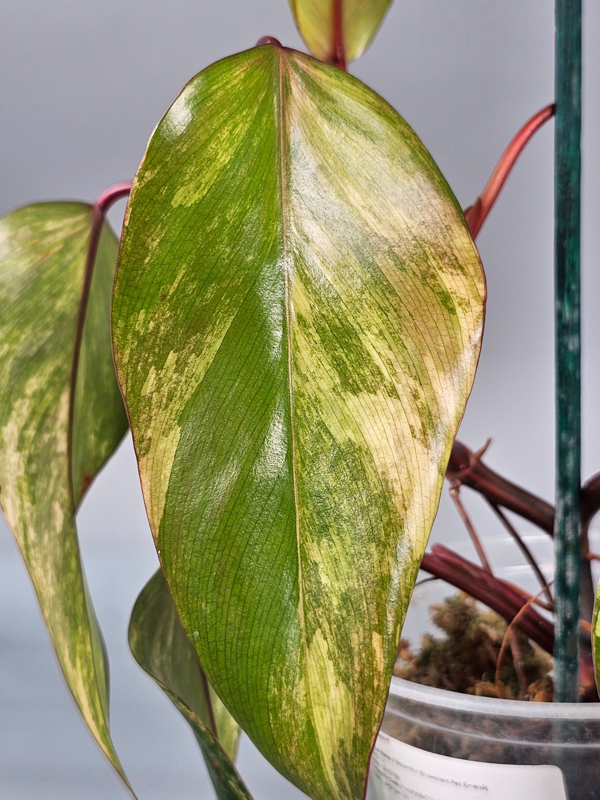 Philodendron Erubescens Red Emerald Marbled - A | Rare Houseplants