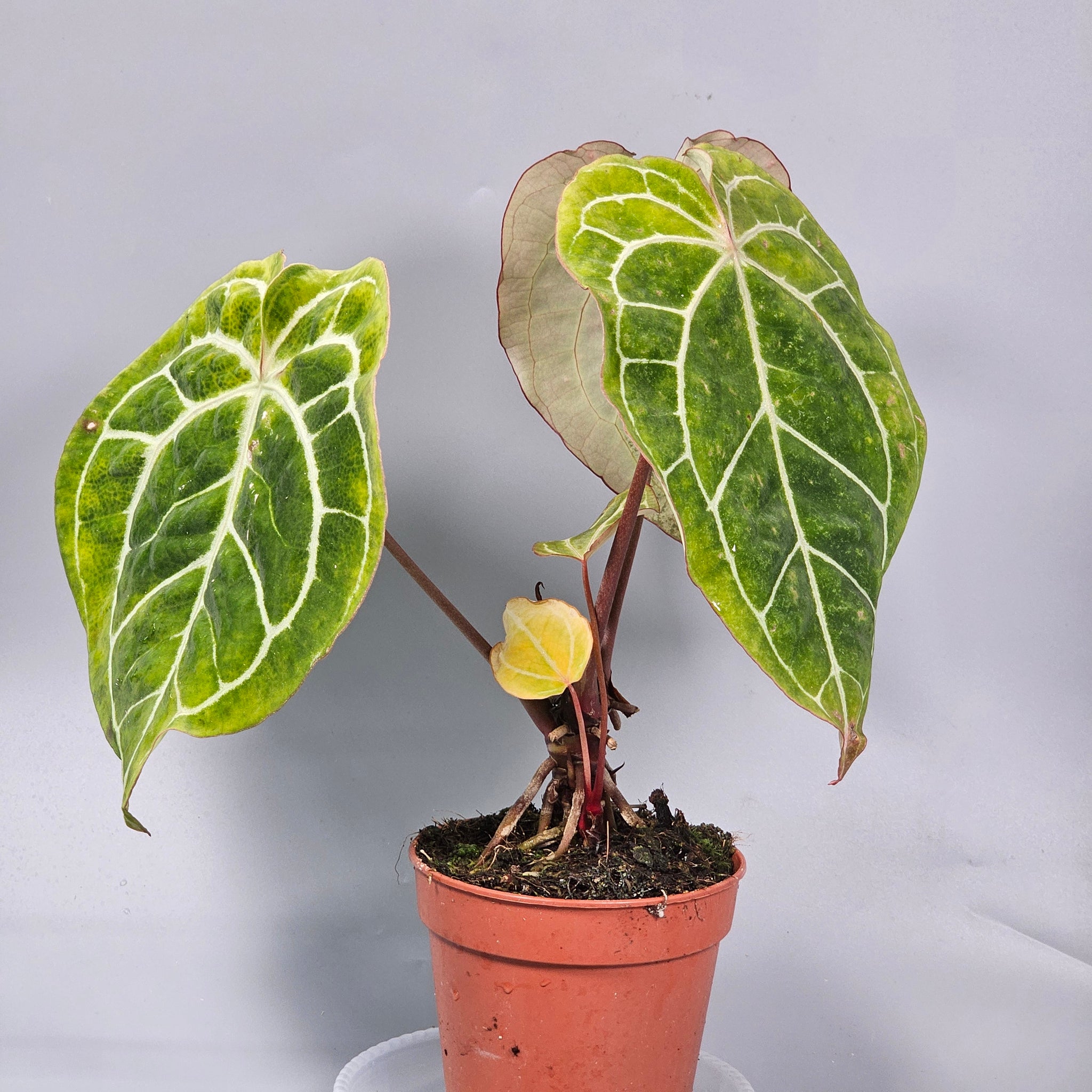 Anthurium Crystallinum - F