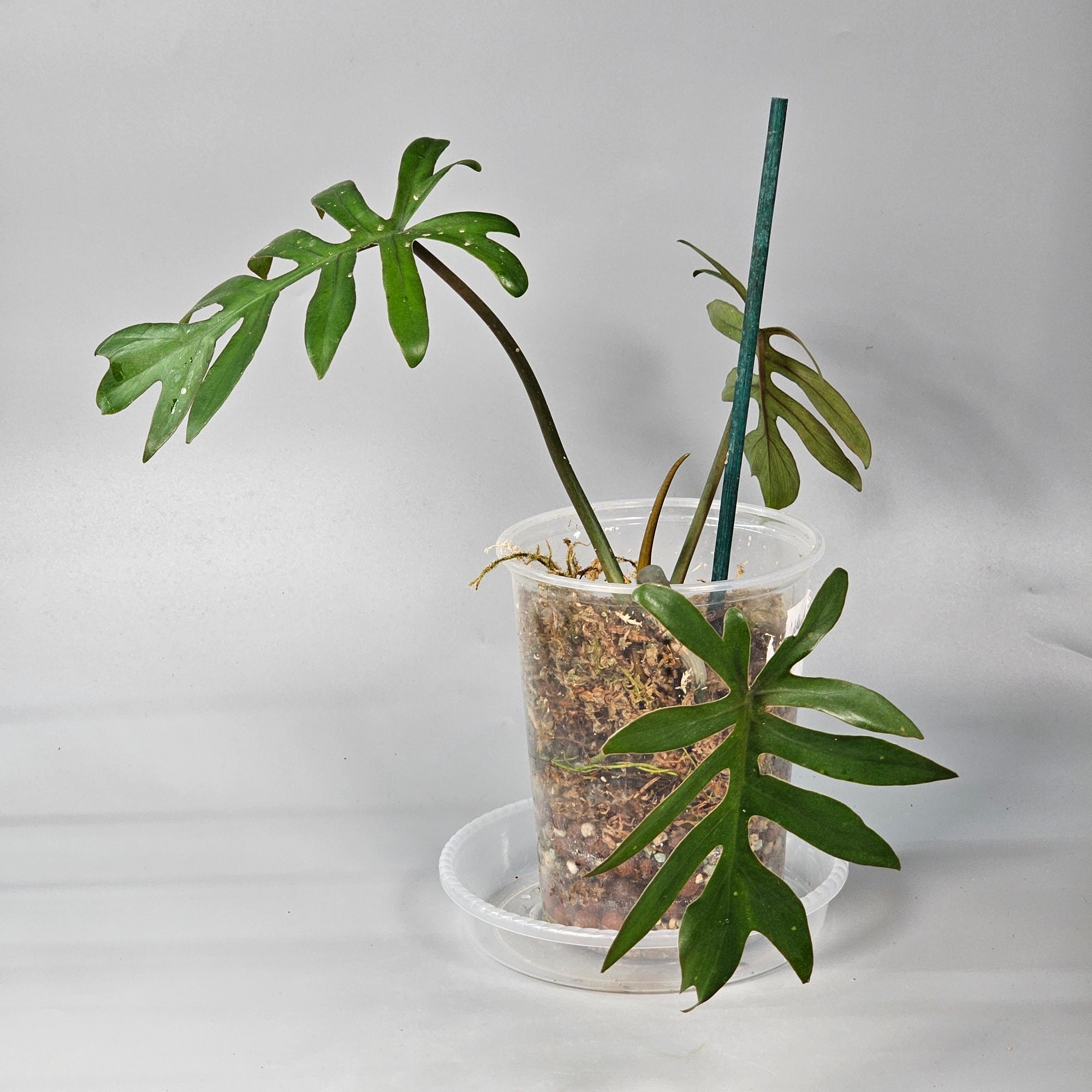 Philodendron Mayoi 1