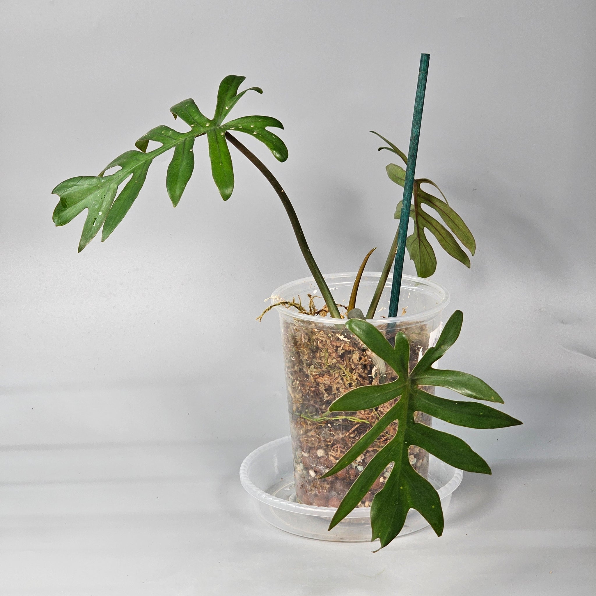 Philodendron Mayoi 1