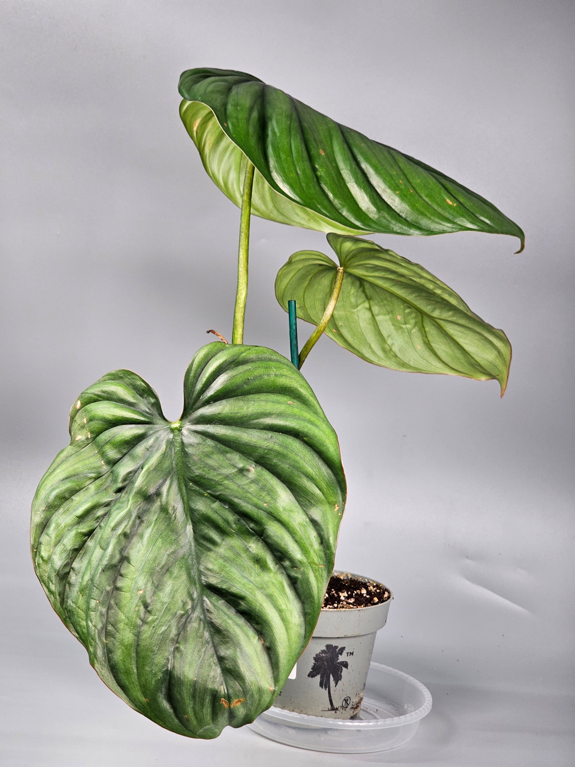 Philodendron Sp Colombia - G | Rare Houseplants