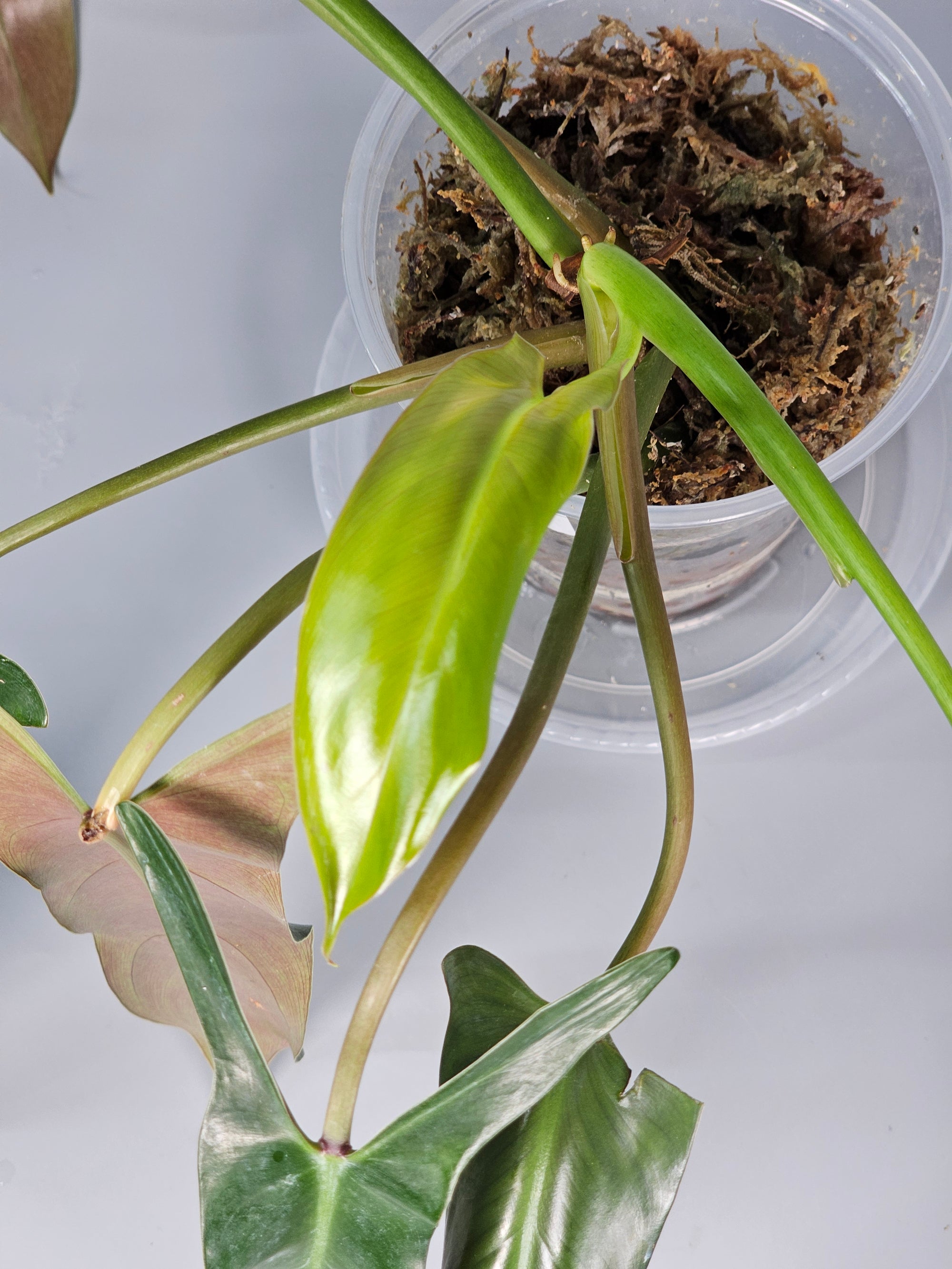 Philodendron Mexicanum - B | Rare Houseplants