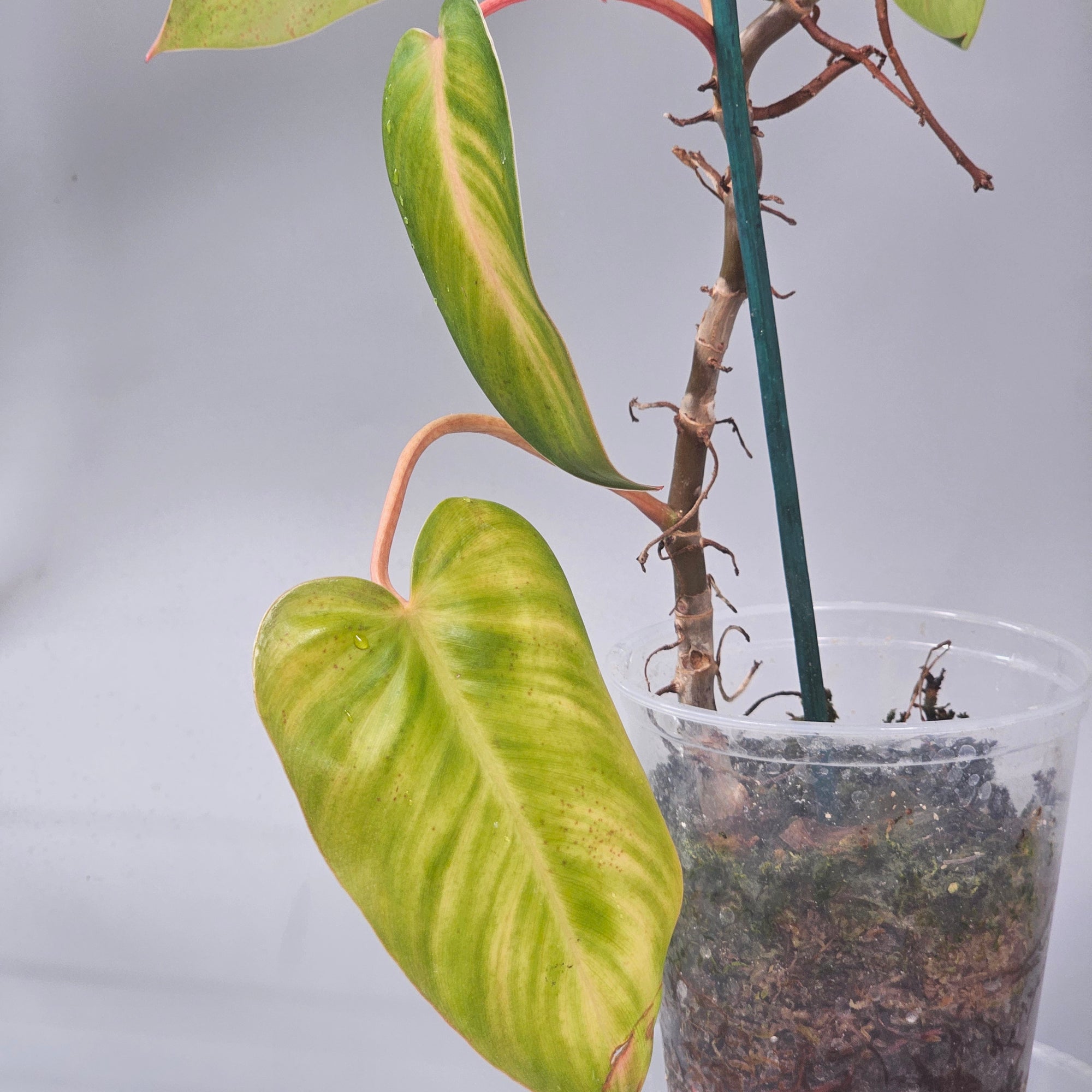Philodendron Painted Lady