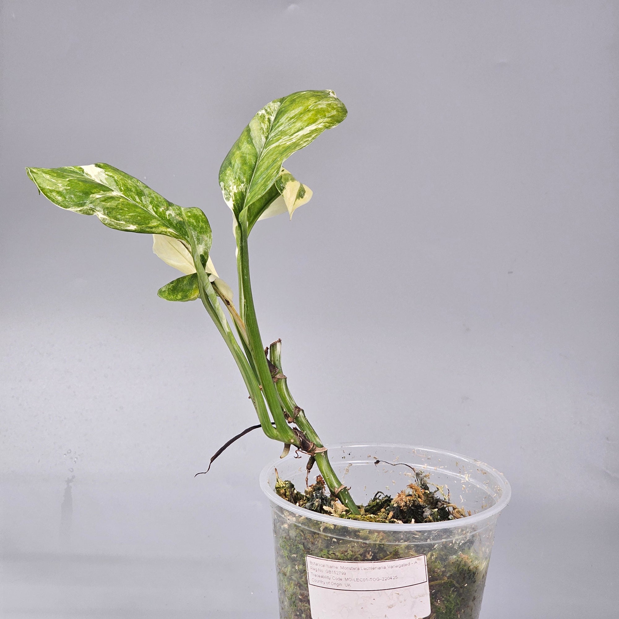 Monstera Lechleriana Variegated - A