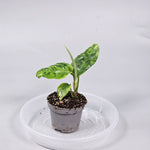 Aglaonema Pictum Tricolor