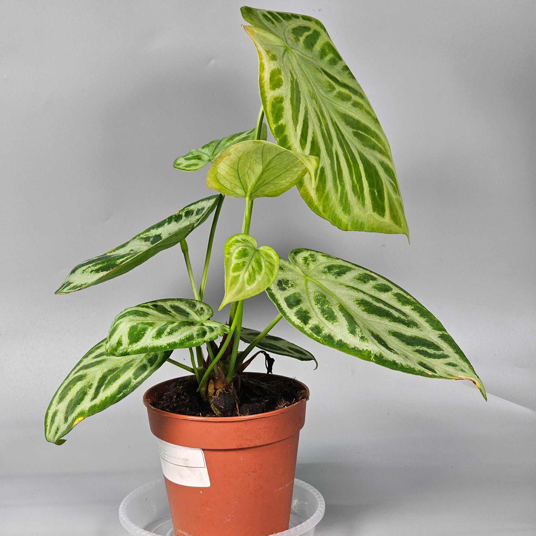 Anthurium Crystallinum `Silver Blush` A