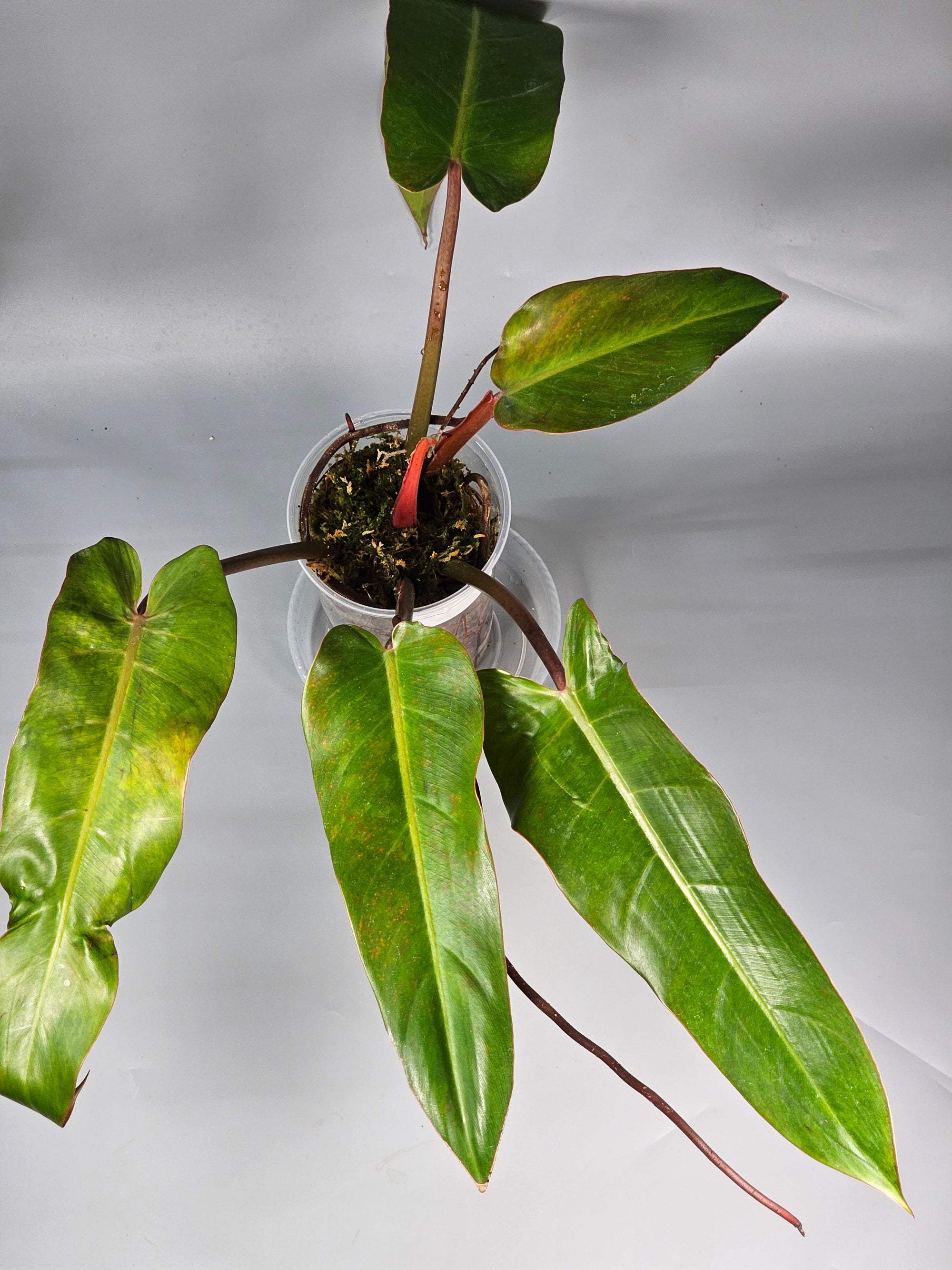 Philodendron Orange Marmalade I - A | Rare Houseplants