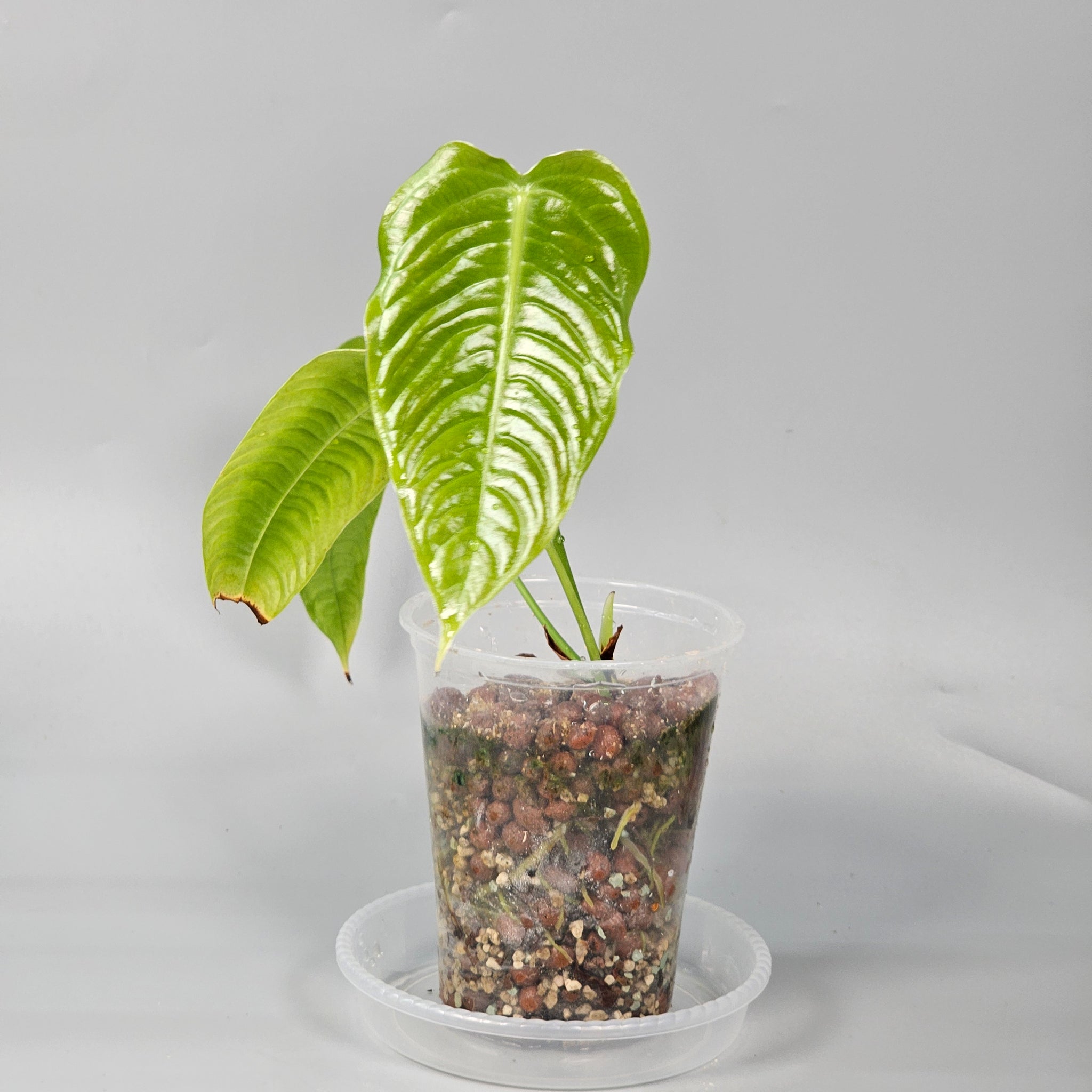Anthurium Veitchii