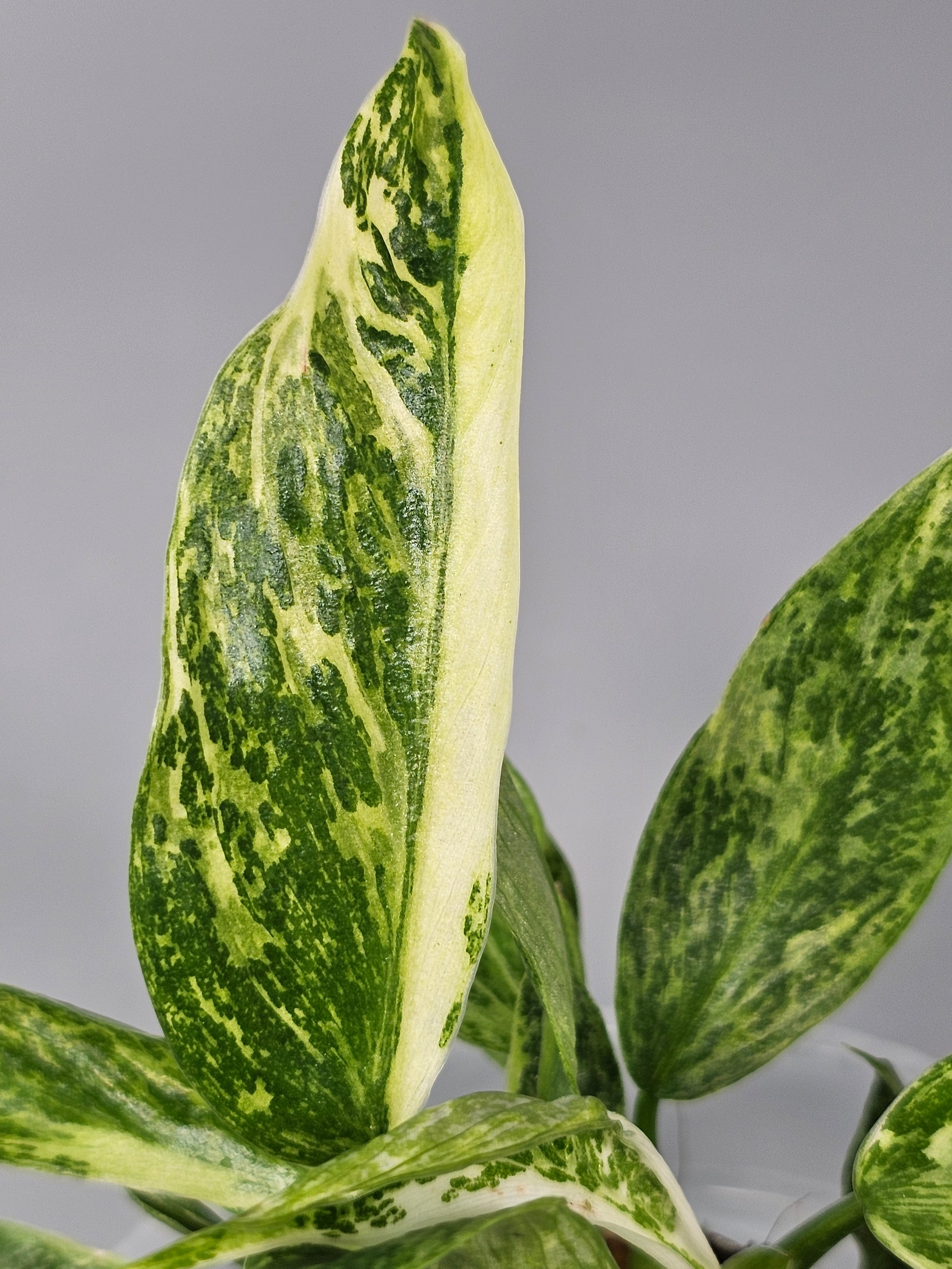 Philodendron 'jose Buono' - I | Rare Houseplants