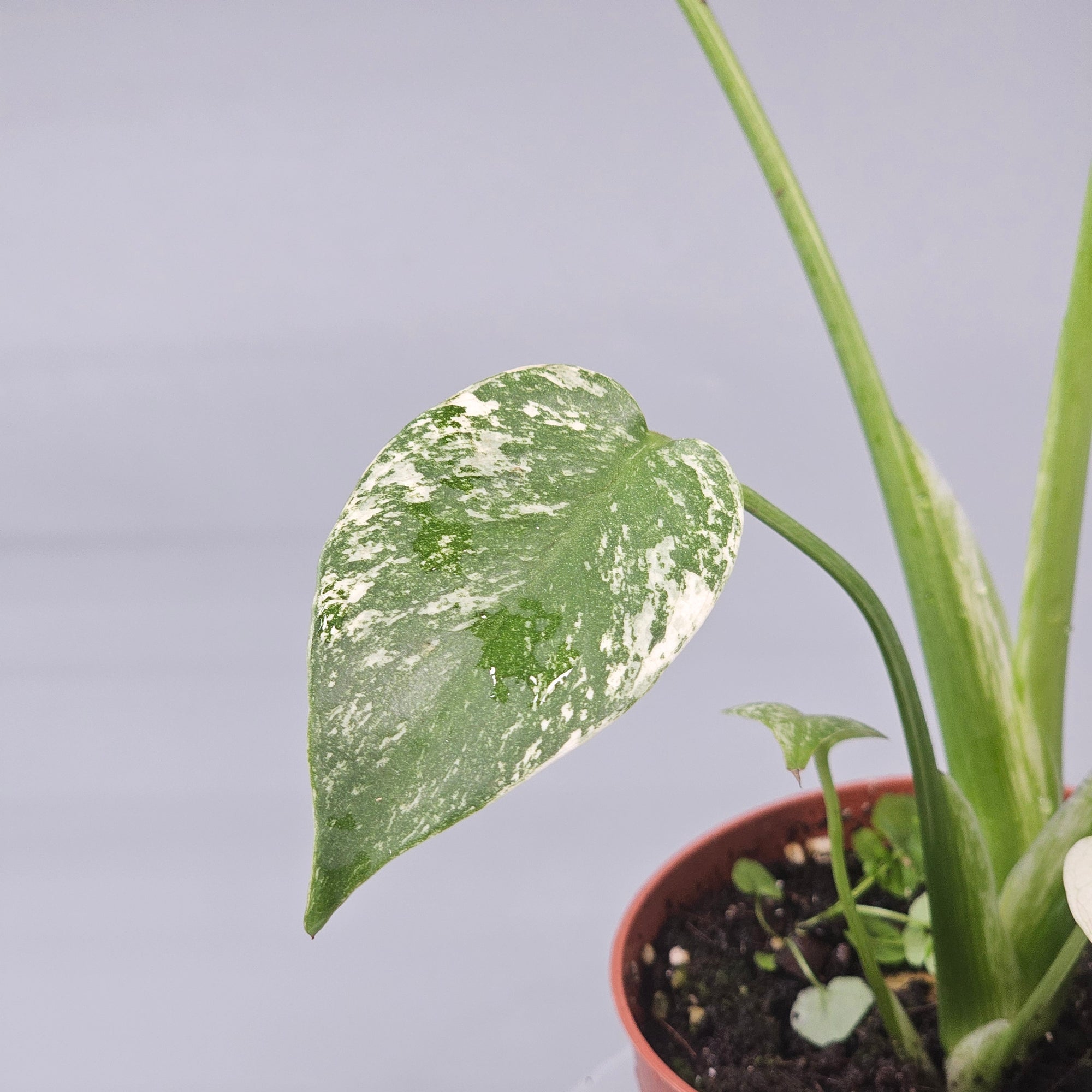 Monstera Mint