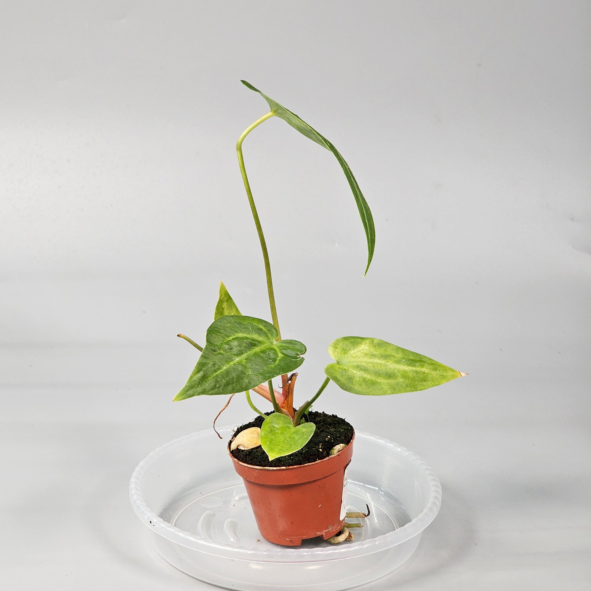 Anthurium Magnificum J