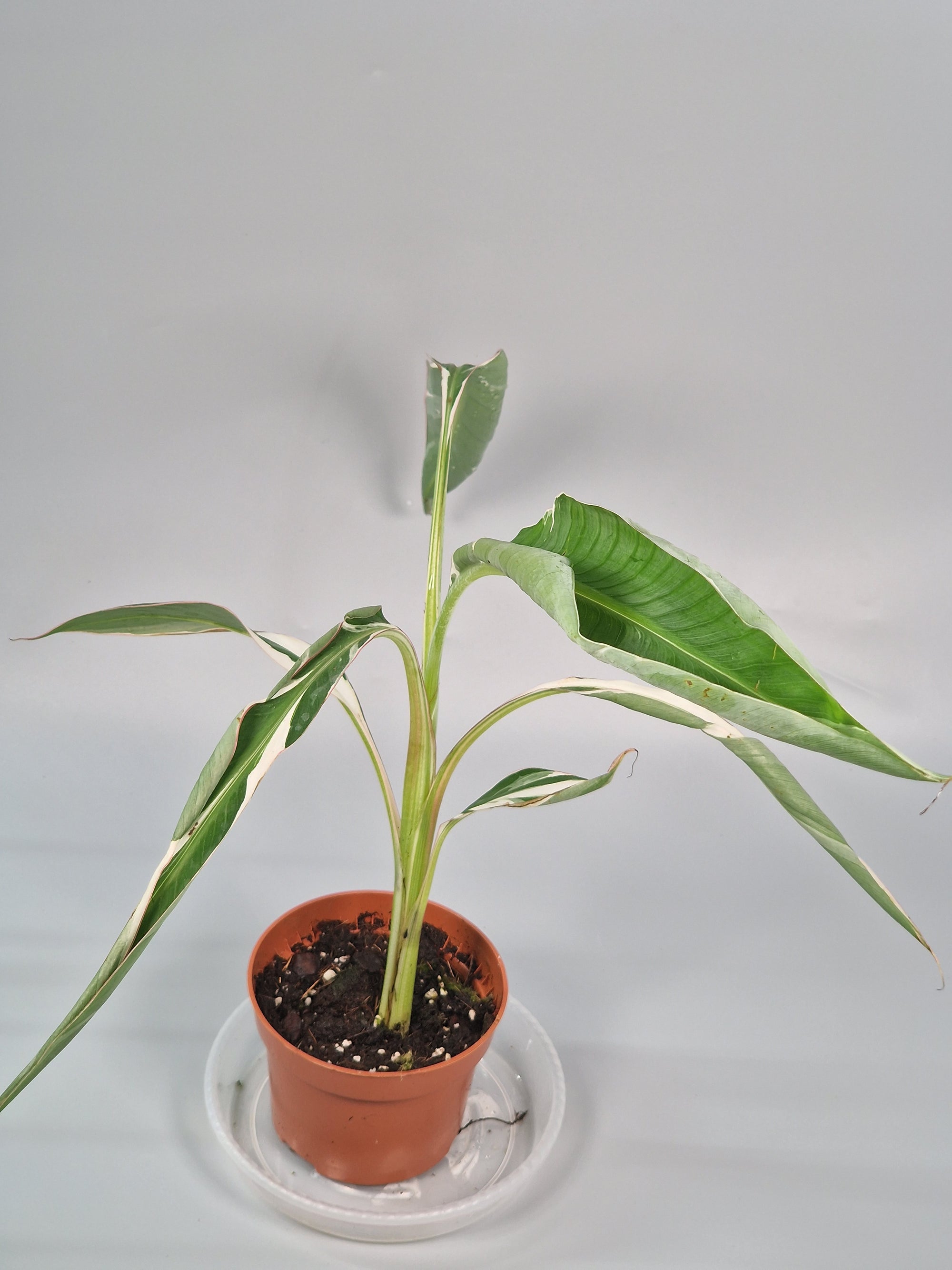 Musa 'florida Variegata' (p 10.5) - A | Rare Houseplants