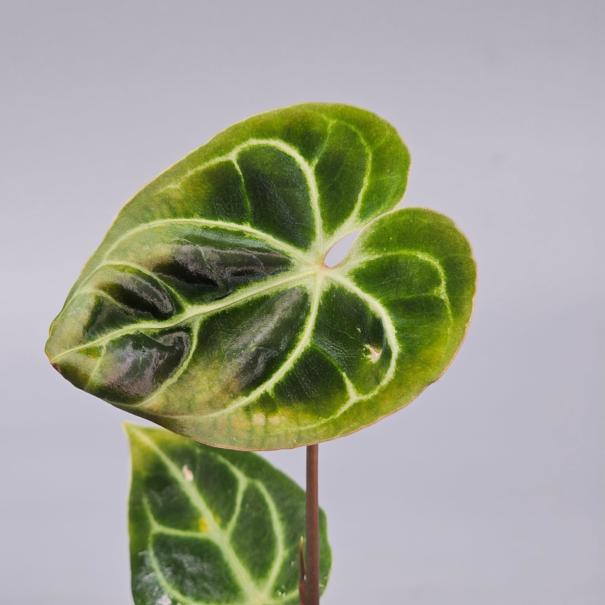 Anthurium Regale E