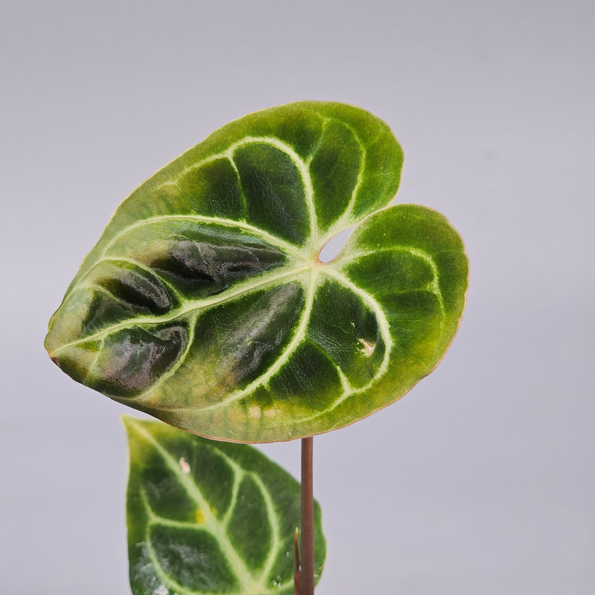 Anthurium Regale E