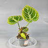 Anthurium Crystallinum Dorayaki D