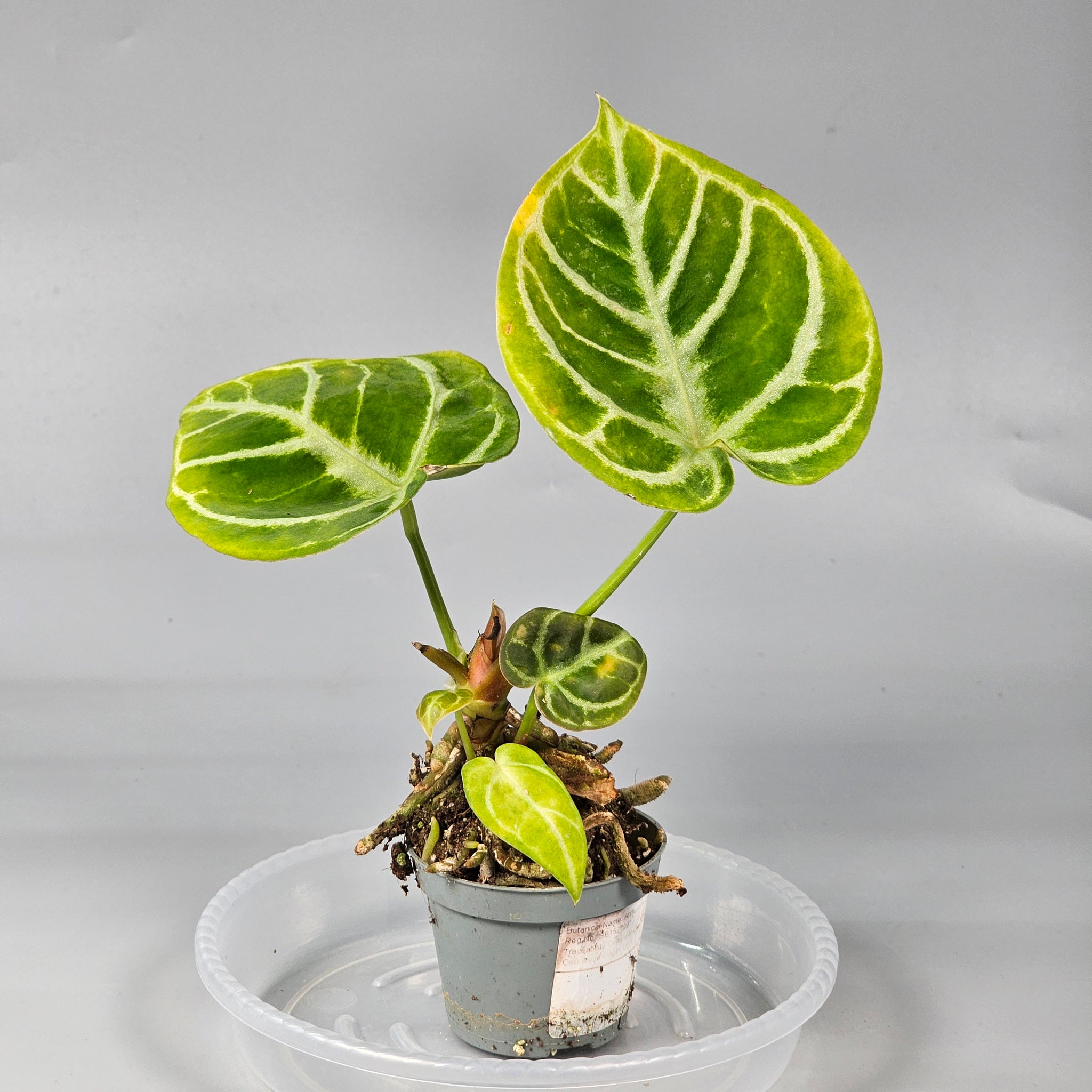 Anthurium Crystallinum Dorayaki D