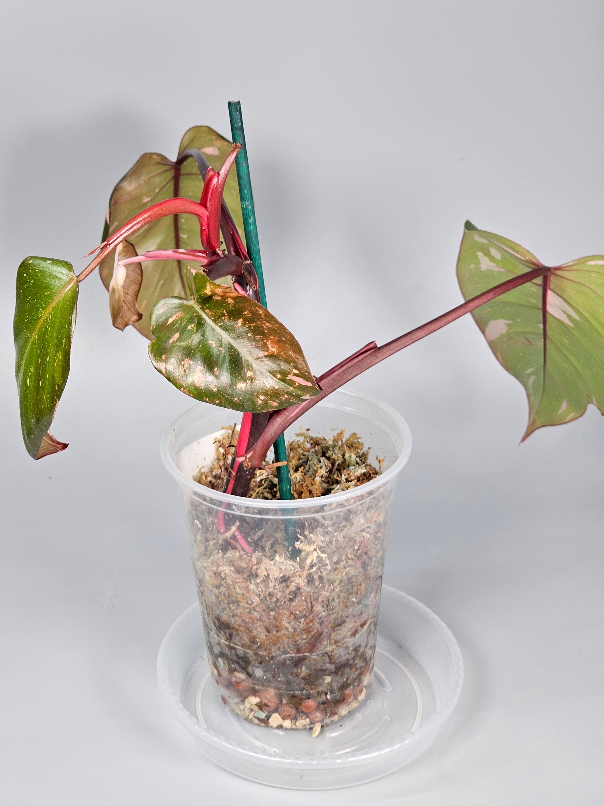 Philodendron Erubescens Pink Princess Marble - A | Rare Houseplants