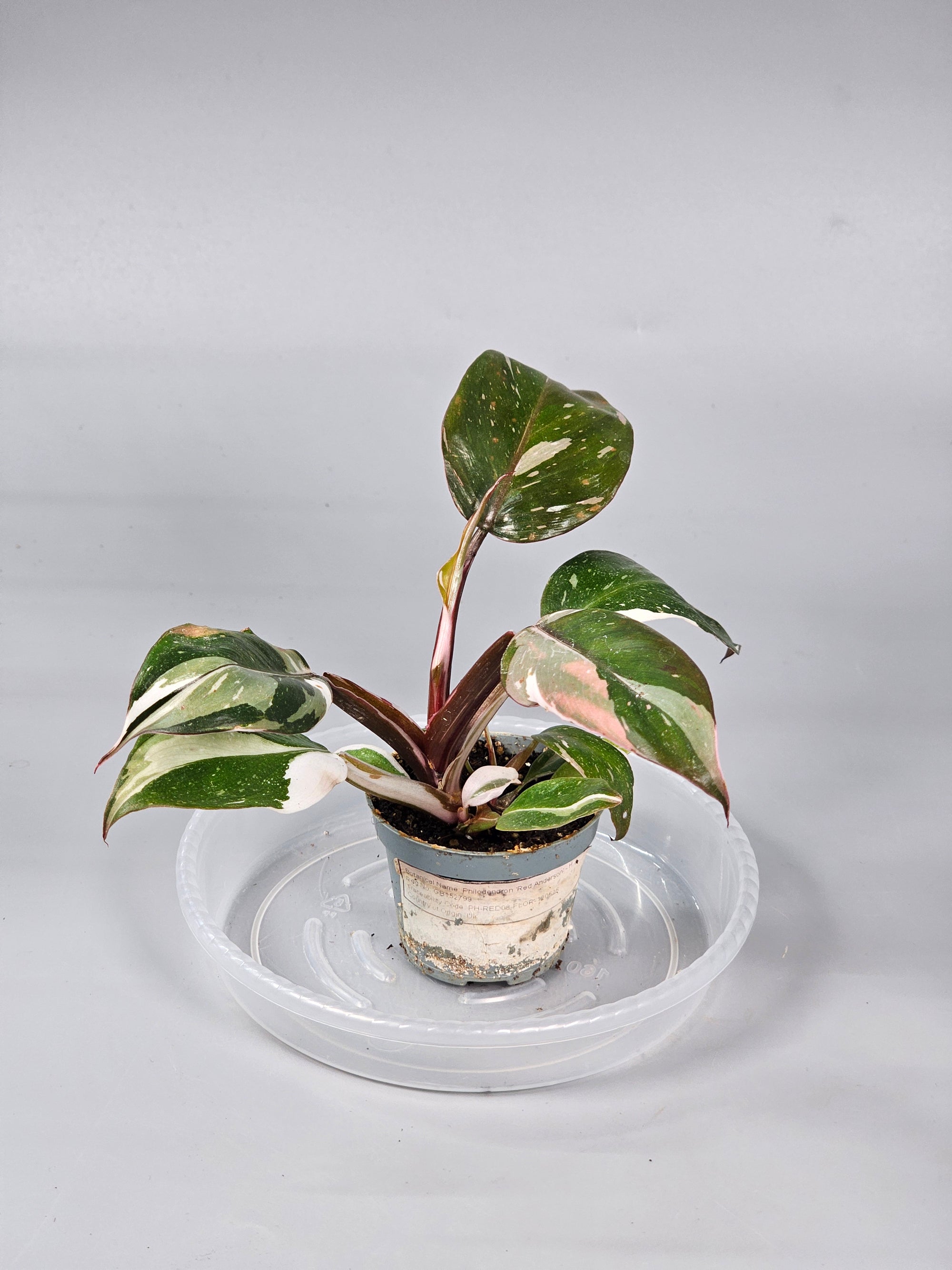 Philodendron 'red Anderson' - H | Rare Houseplants