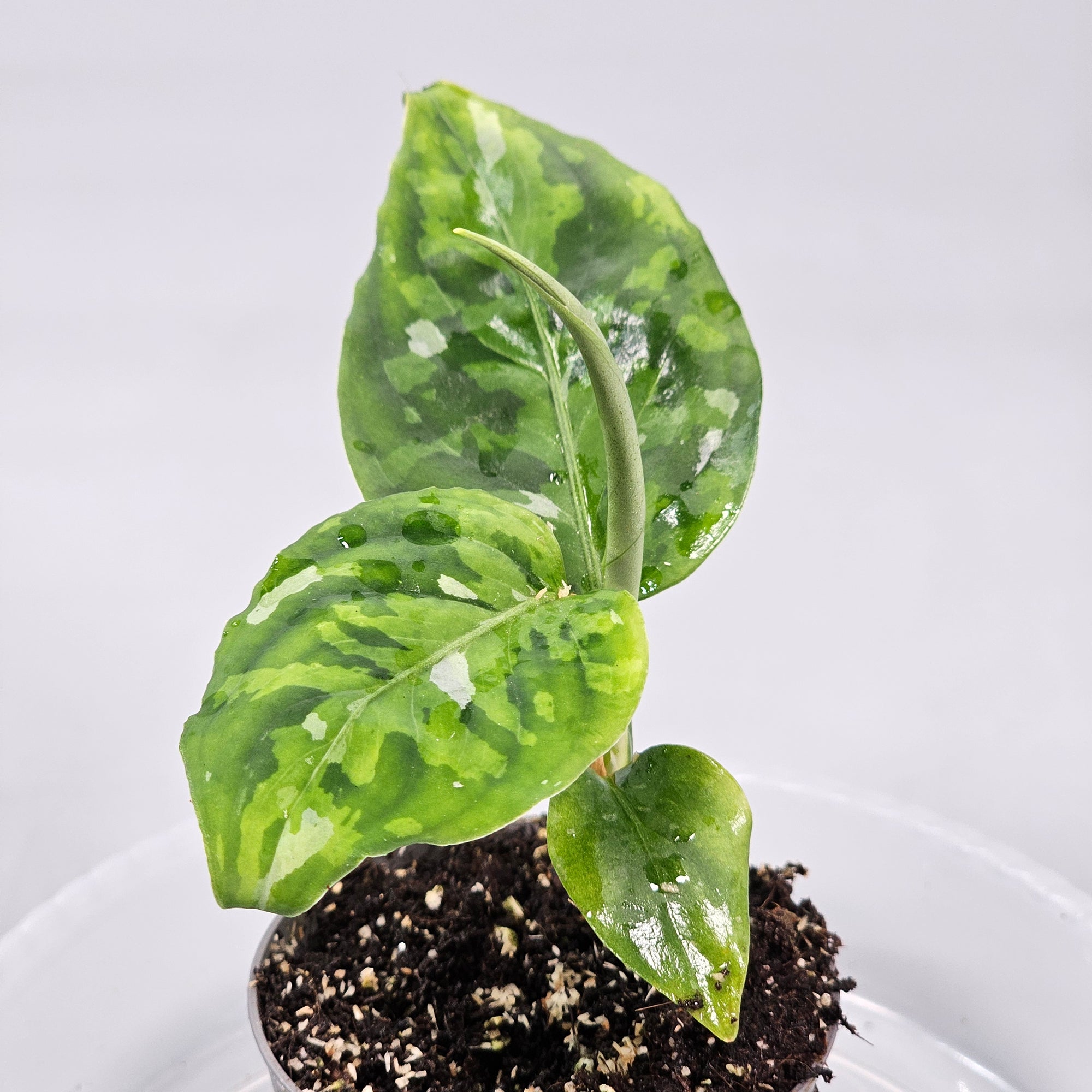 Aglaonema Pictum Tricolor