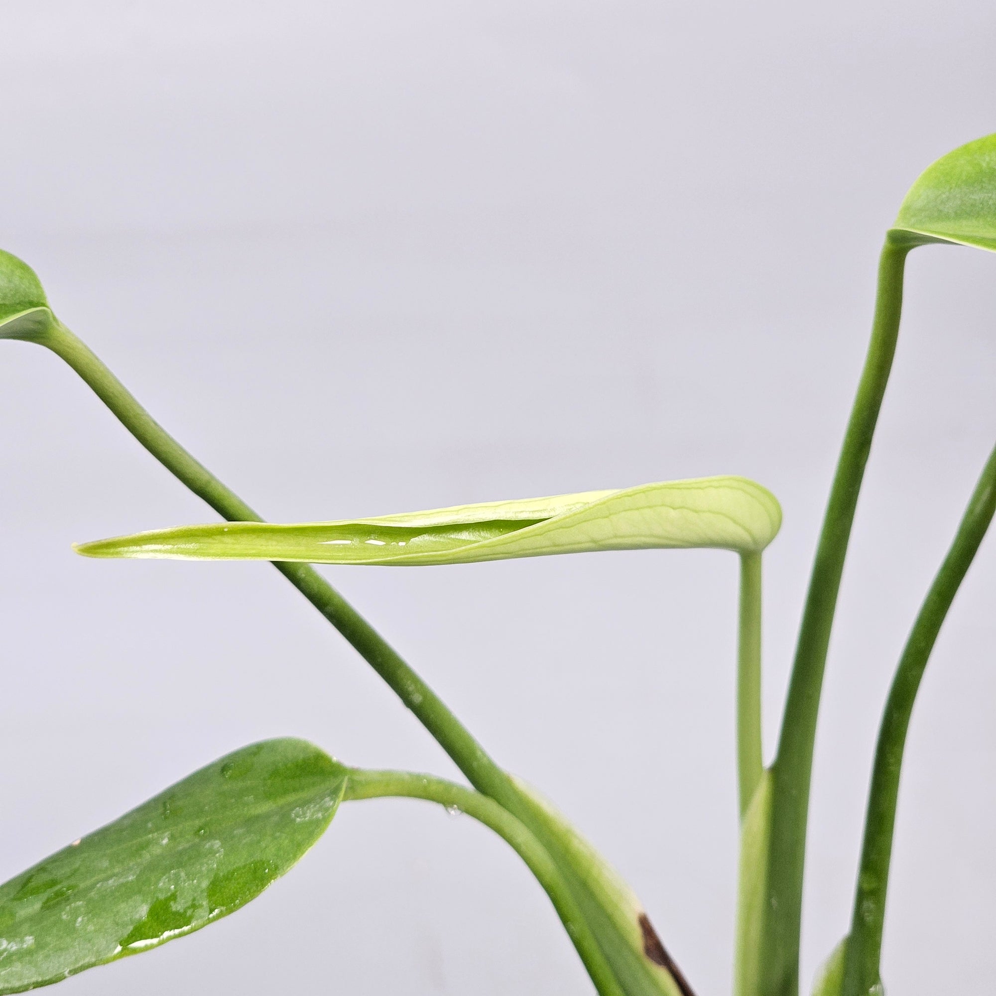 Monstera Burle Marx Flame - N