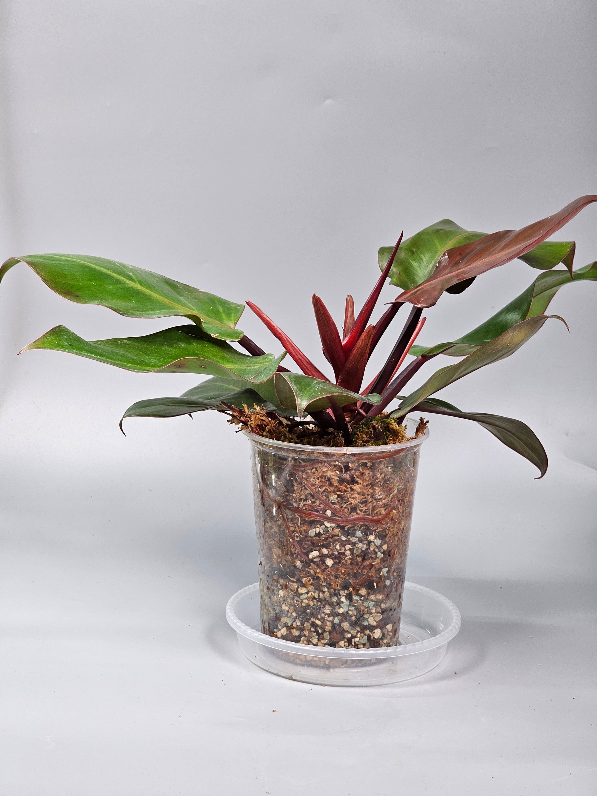 Philodendron Cherry Red - A | Rare Houseplants