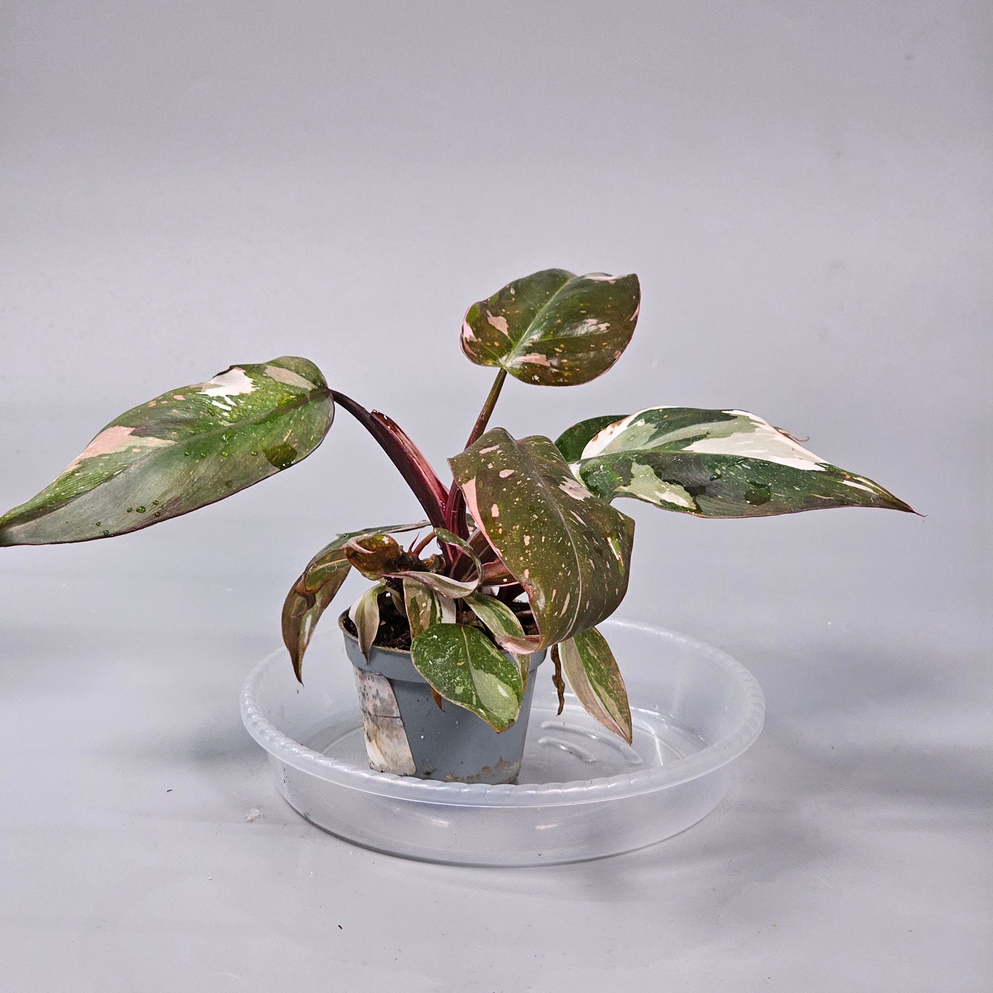 Philodendron 'Red Anderson' G