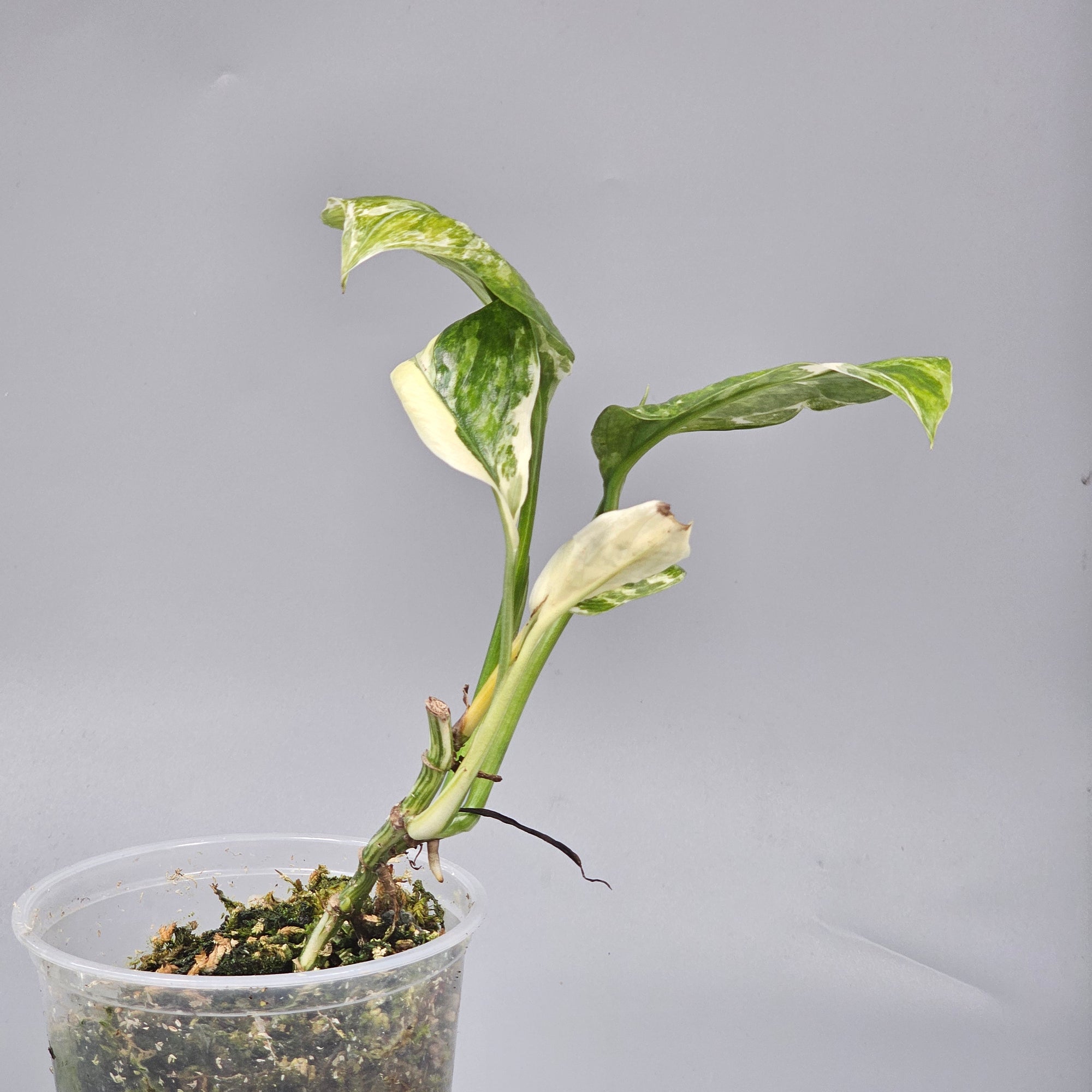 Monstera Lechleriana Variegated - A