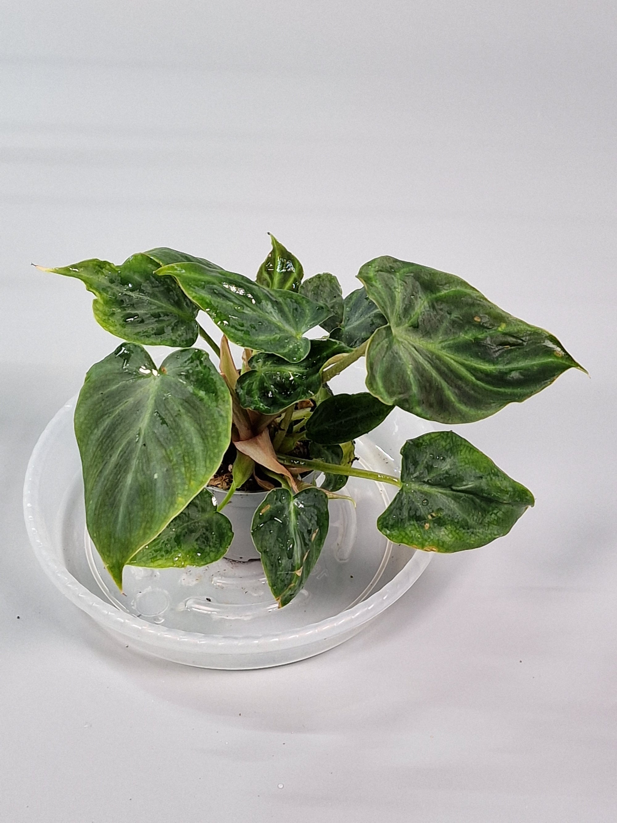 Philodendron Verrucosum 6cm- A | Rare Houseplants
