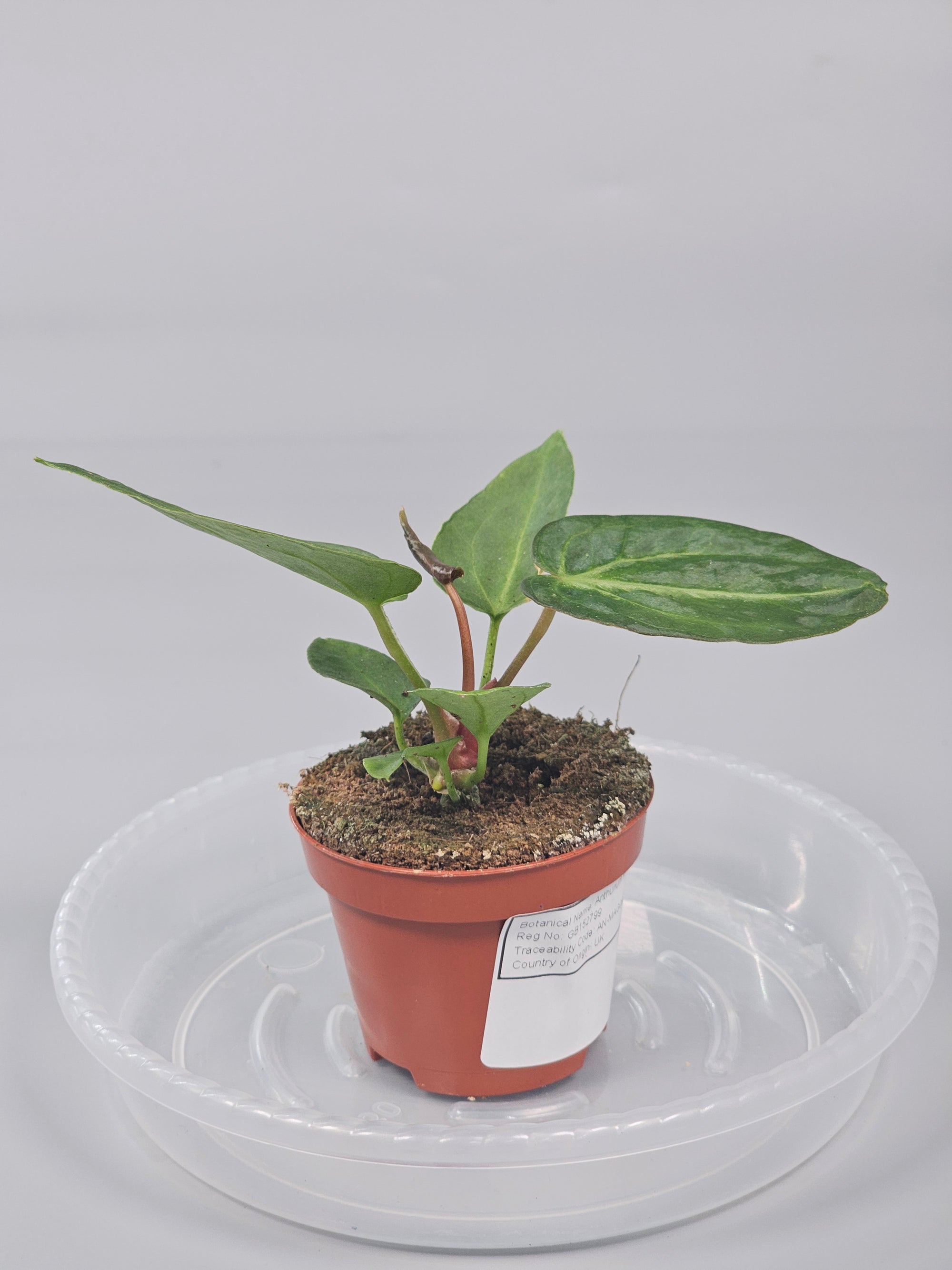 Anthurium Magnificum - I | Rare Houseplants